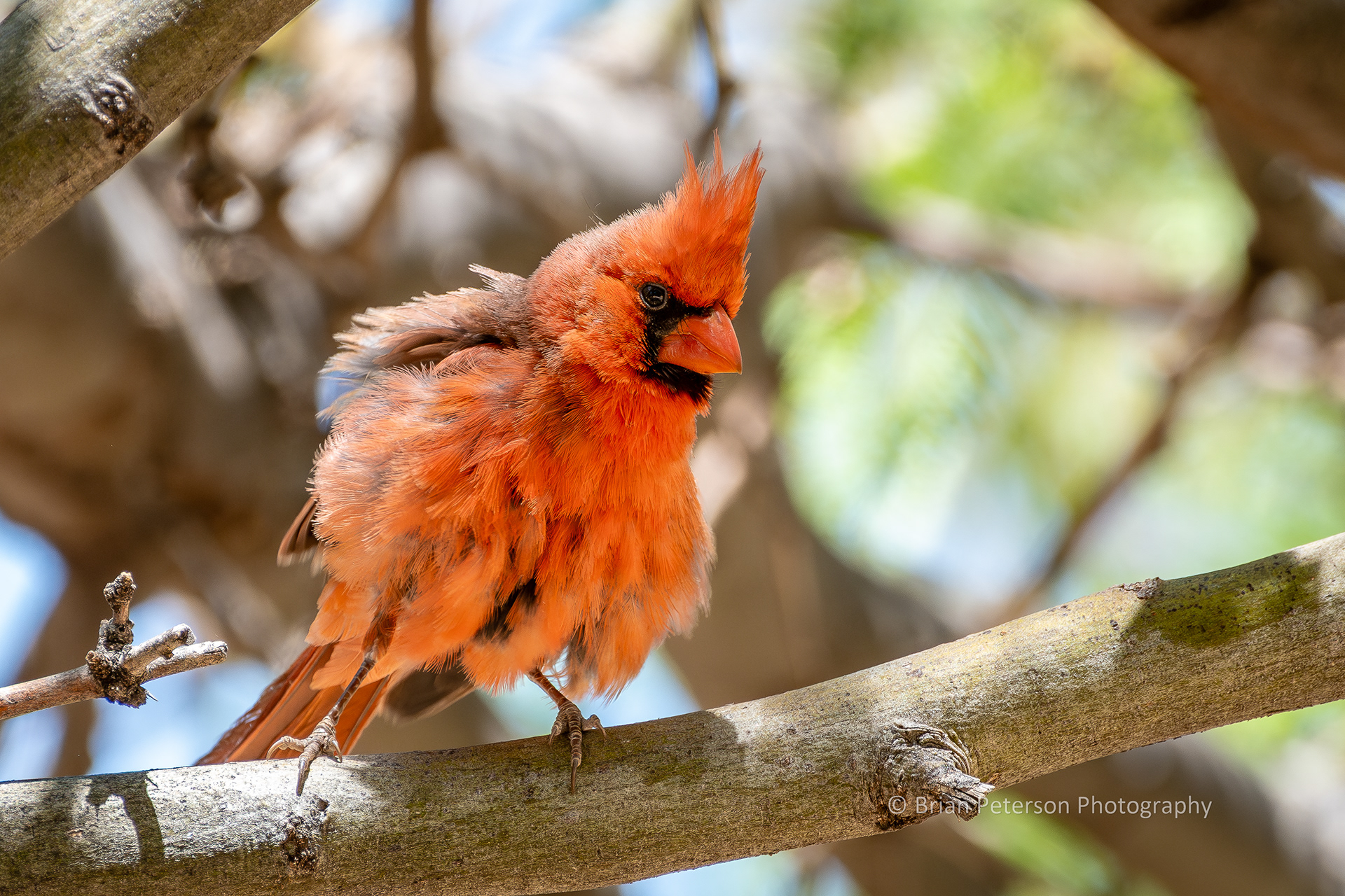 He fluffed up his feathers. Then he shook it off and was back to normal.