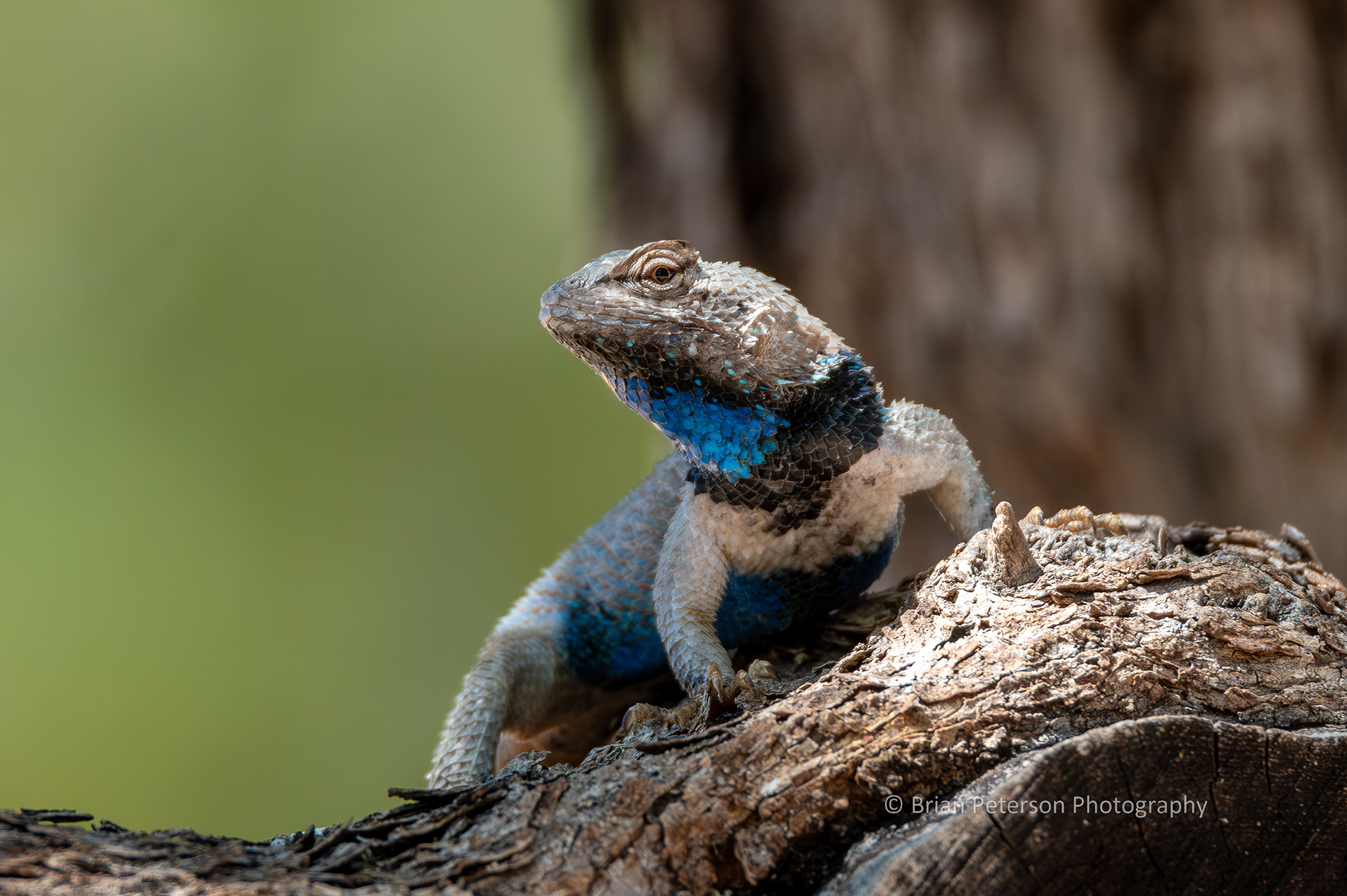 Clark's spiny lizard in the big mesquite tree in my backyard.