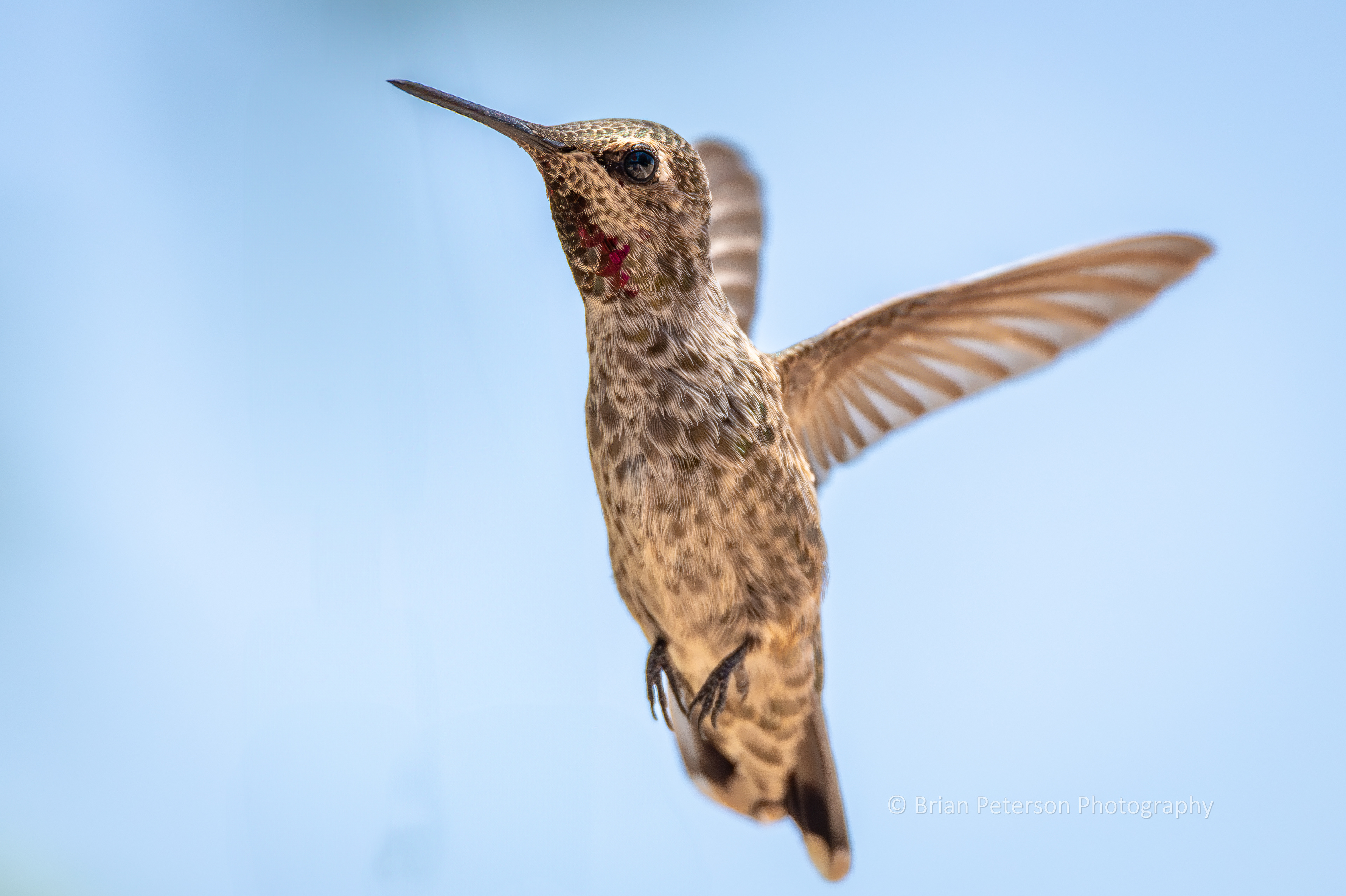 Juvenile male Anna's hummingbird flying in my backyard.