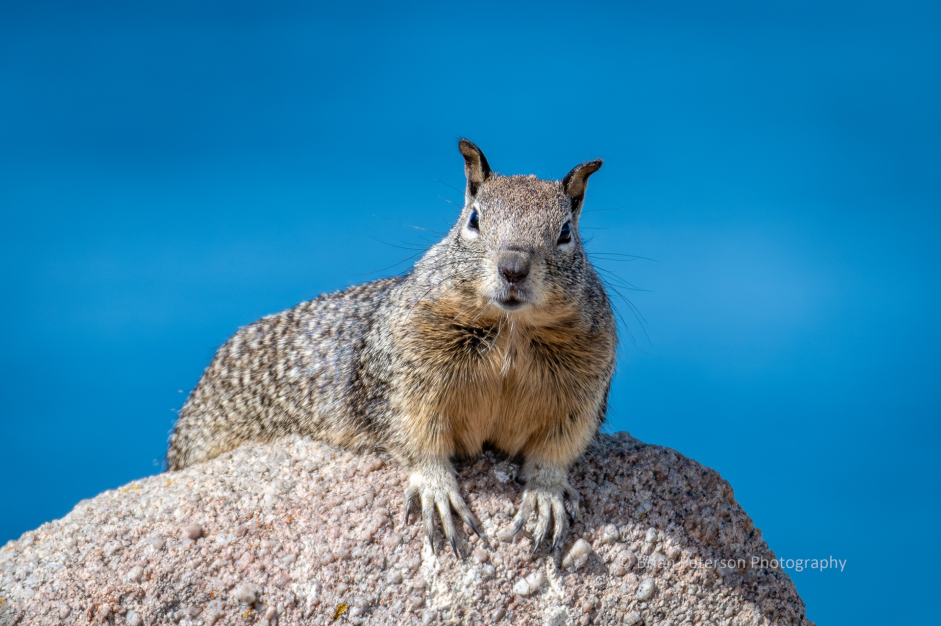 DSC_1712: California Ground Squirrel Posing on a Rock