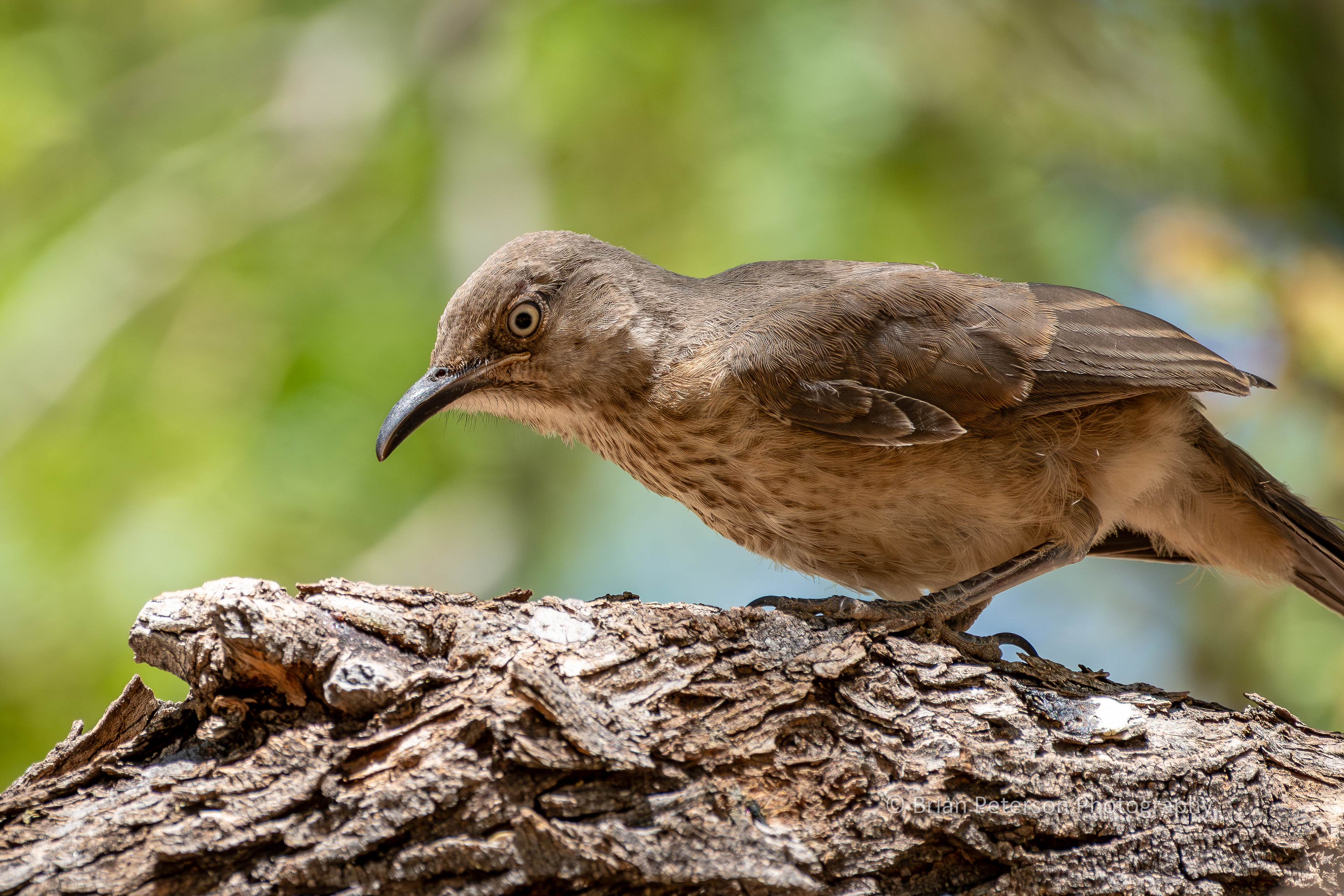 This is a juvenile curve-billed thrasher.