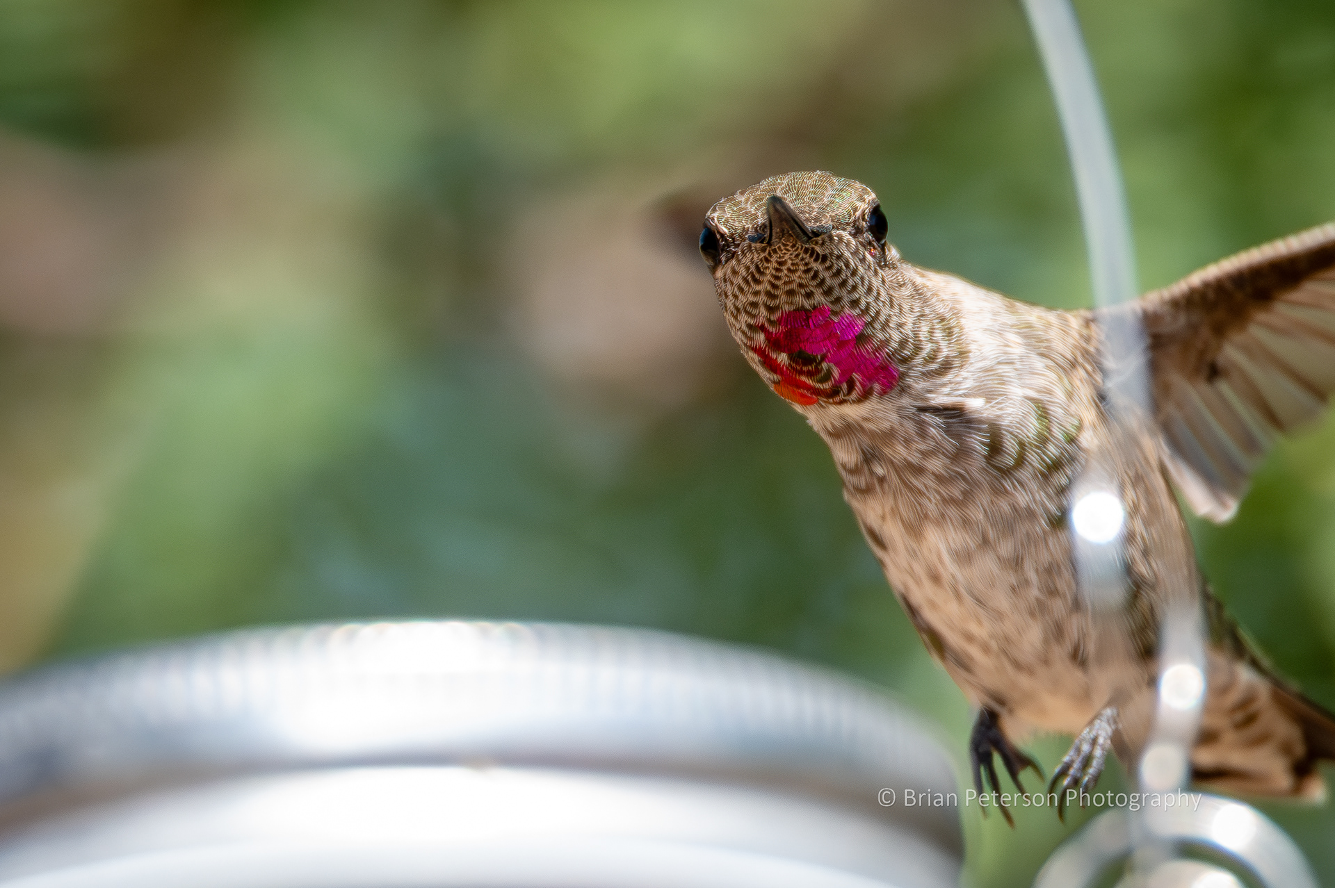 Female Anna's hummingbird flying and peeking into the frame.