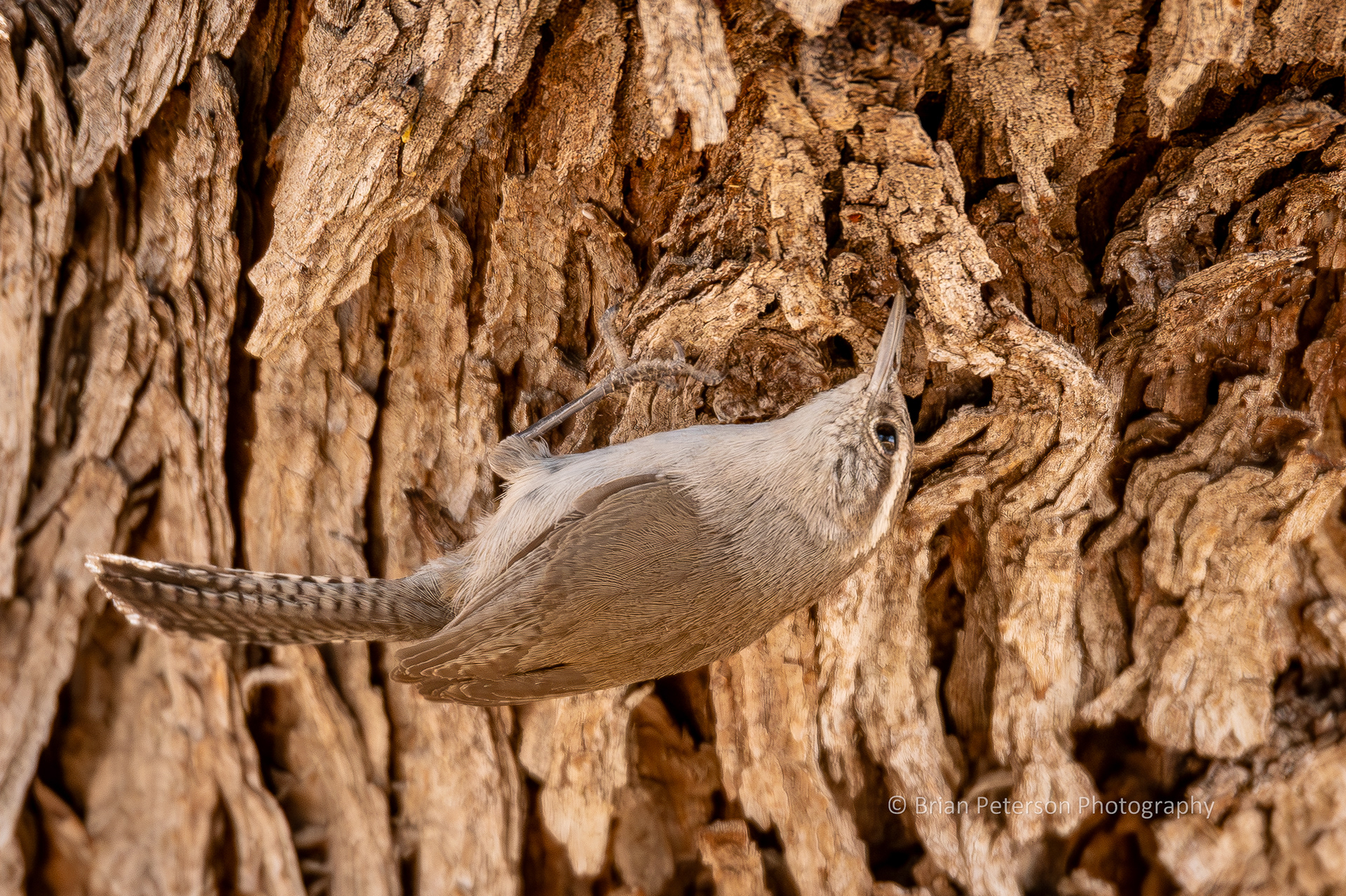 Bewick's wren working upside down.