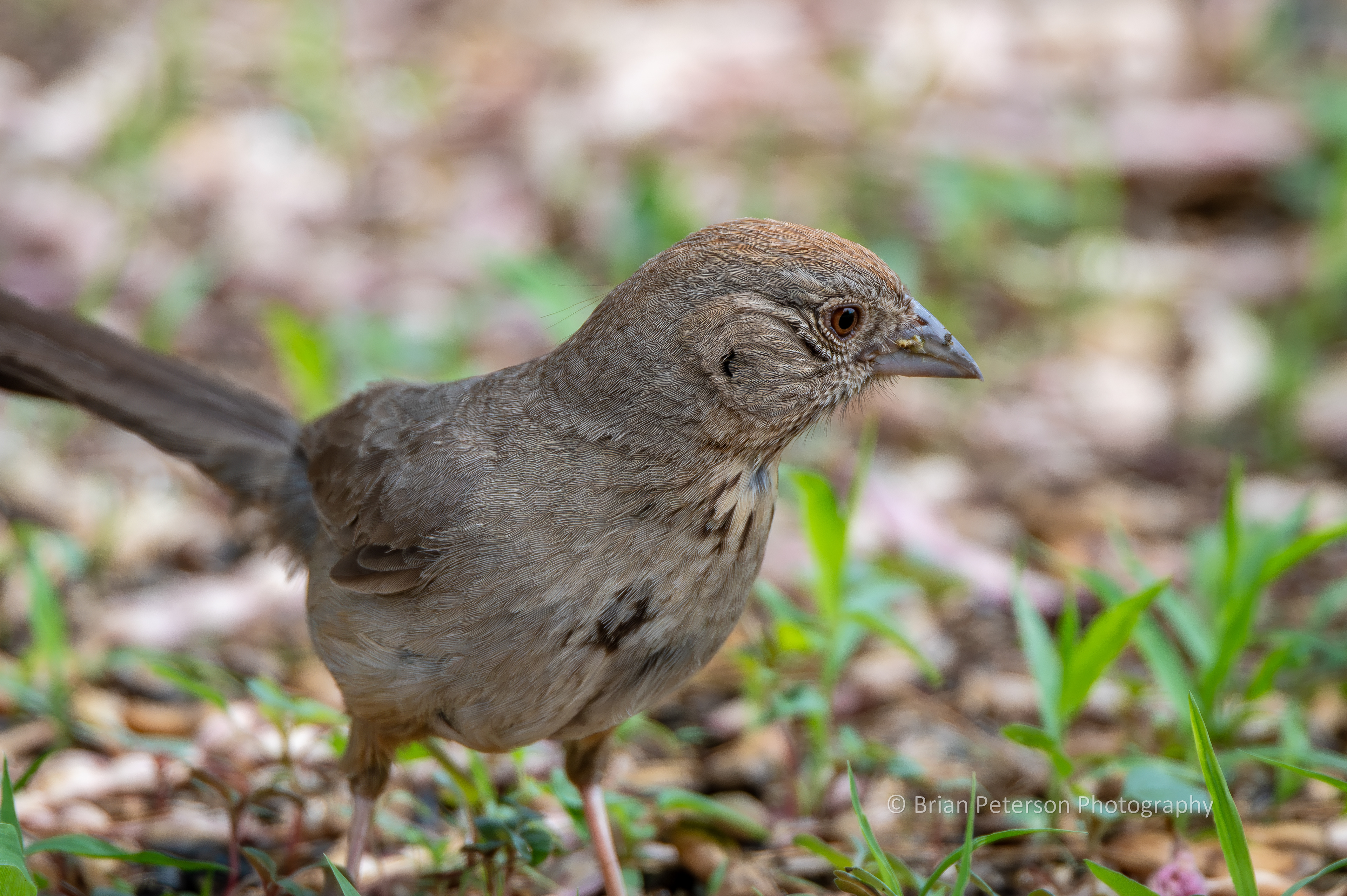 Canyon towhee profile with gunk on the beak.