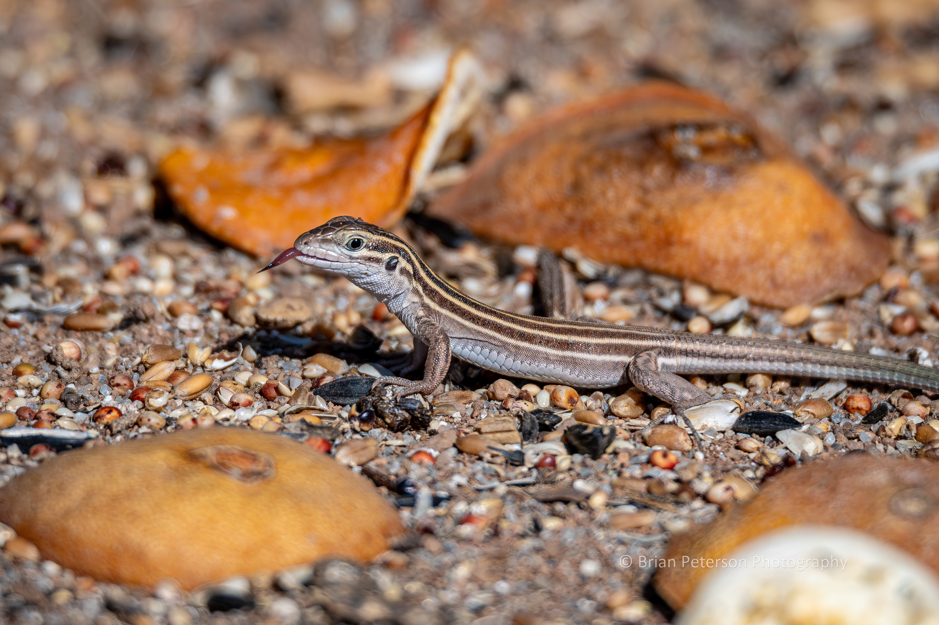 Litle desert grassland whiptail lizard with her tongue out!