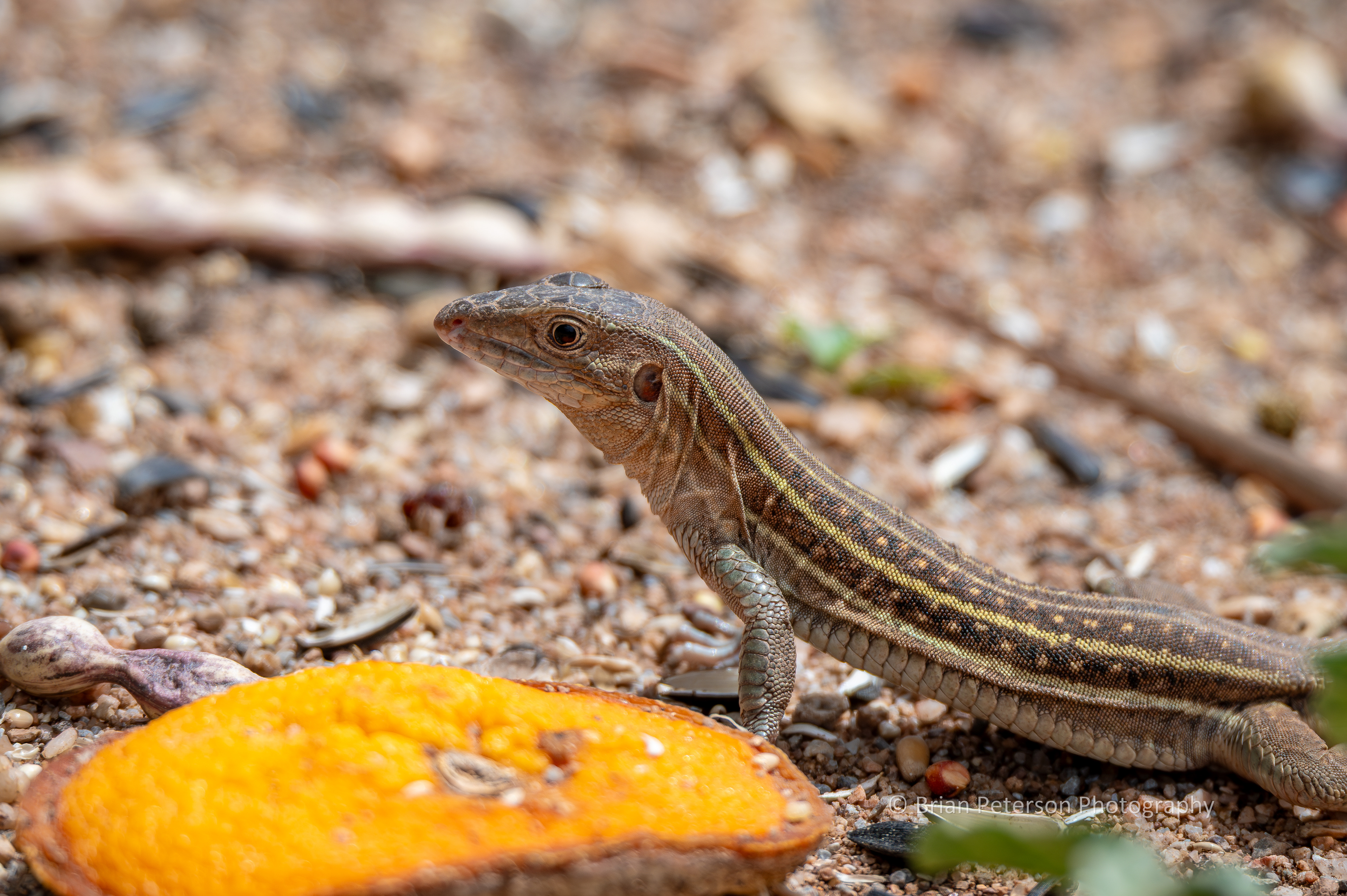 Sonoran spotted whiptail lizard.