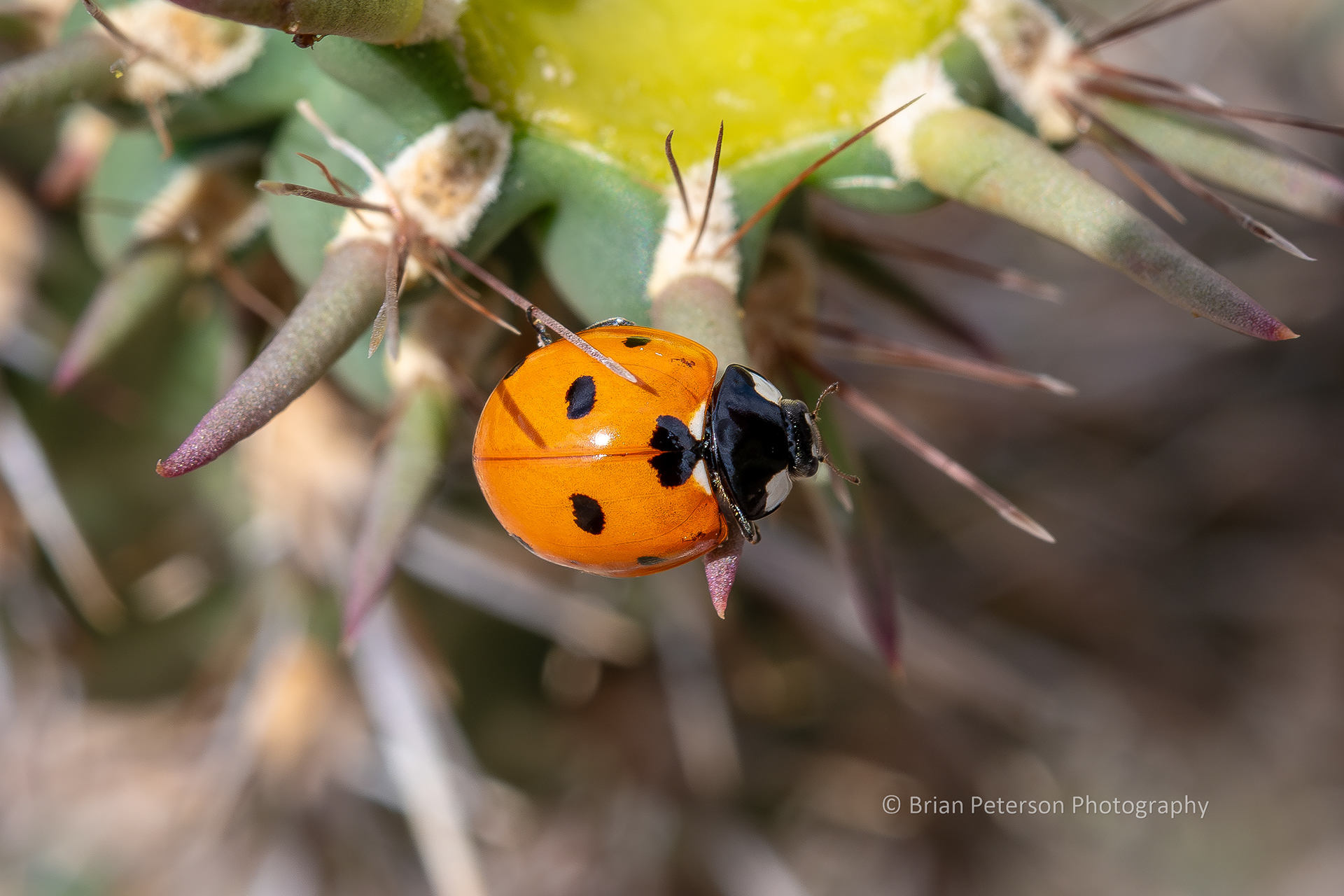 Closer view of a ladybug on a cholla.