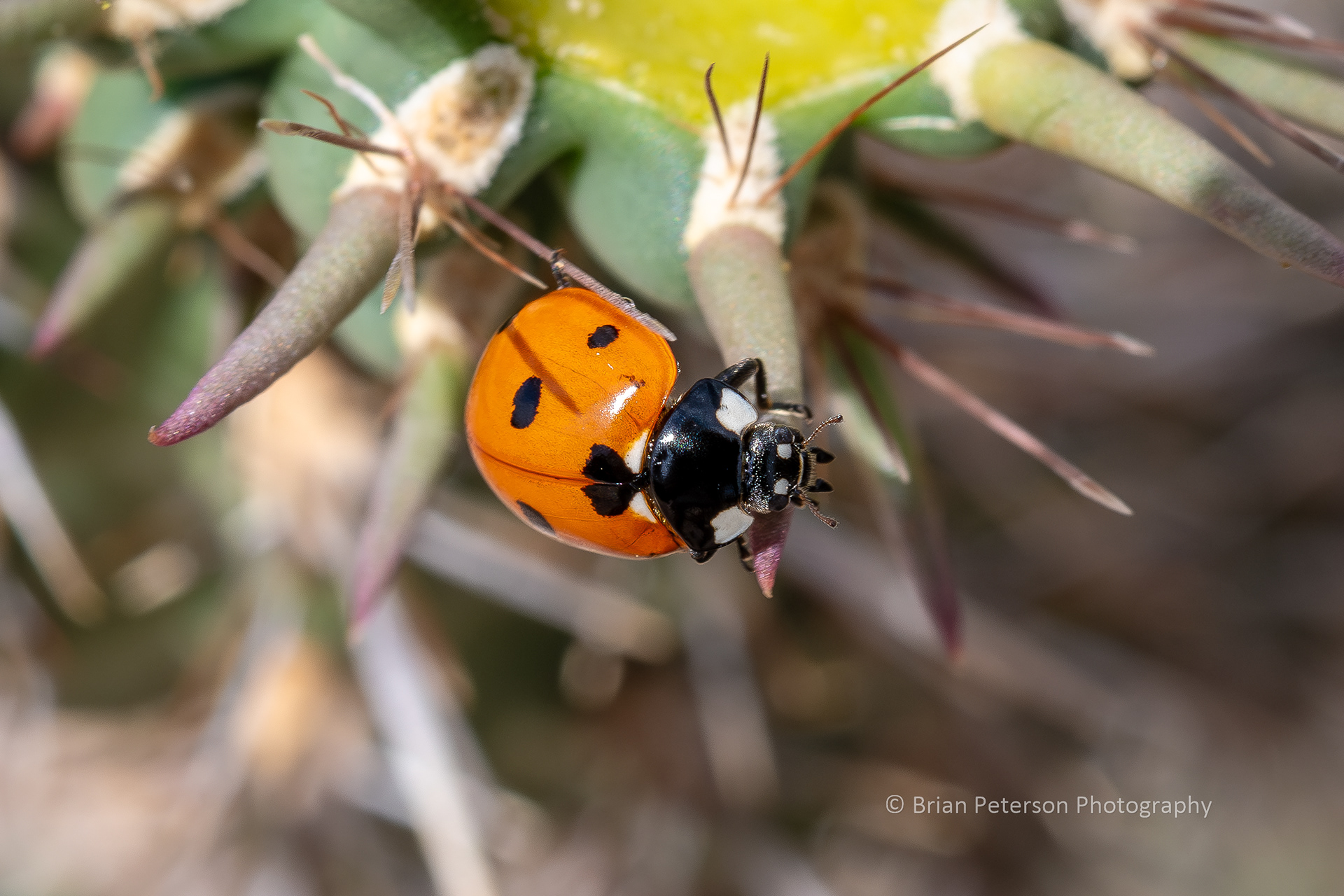Ladybug on a cholla cactus in my front yard.