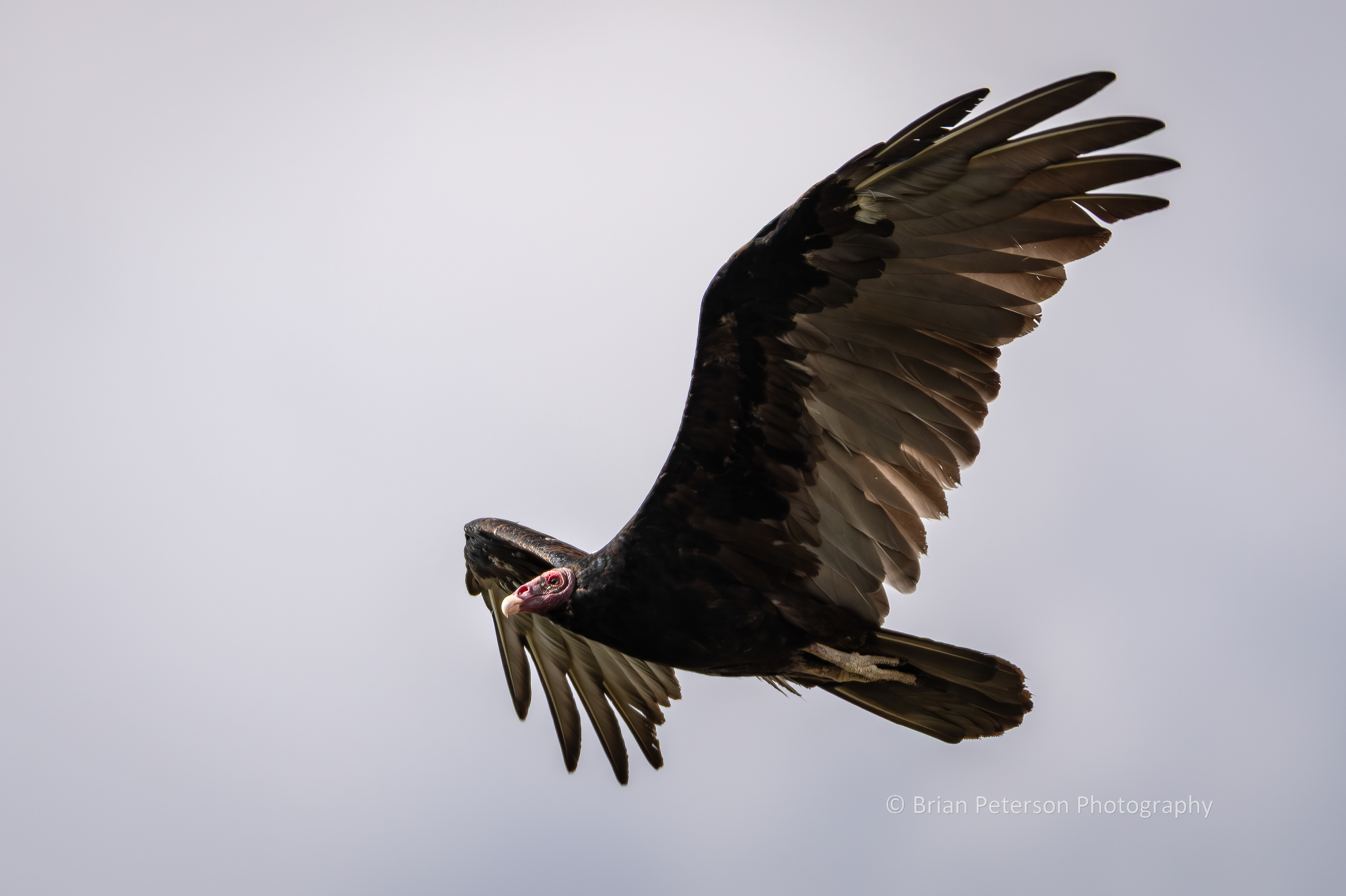 Turkey vulture flyby.