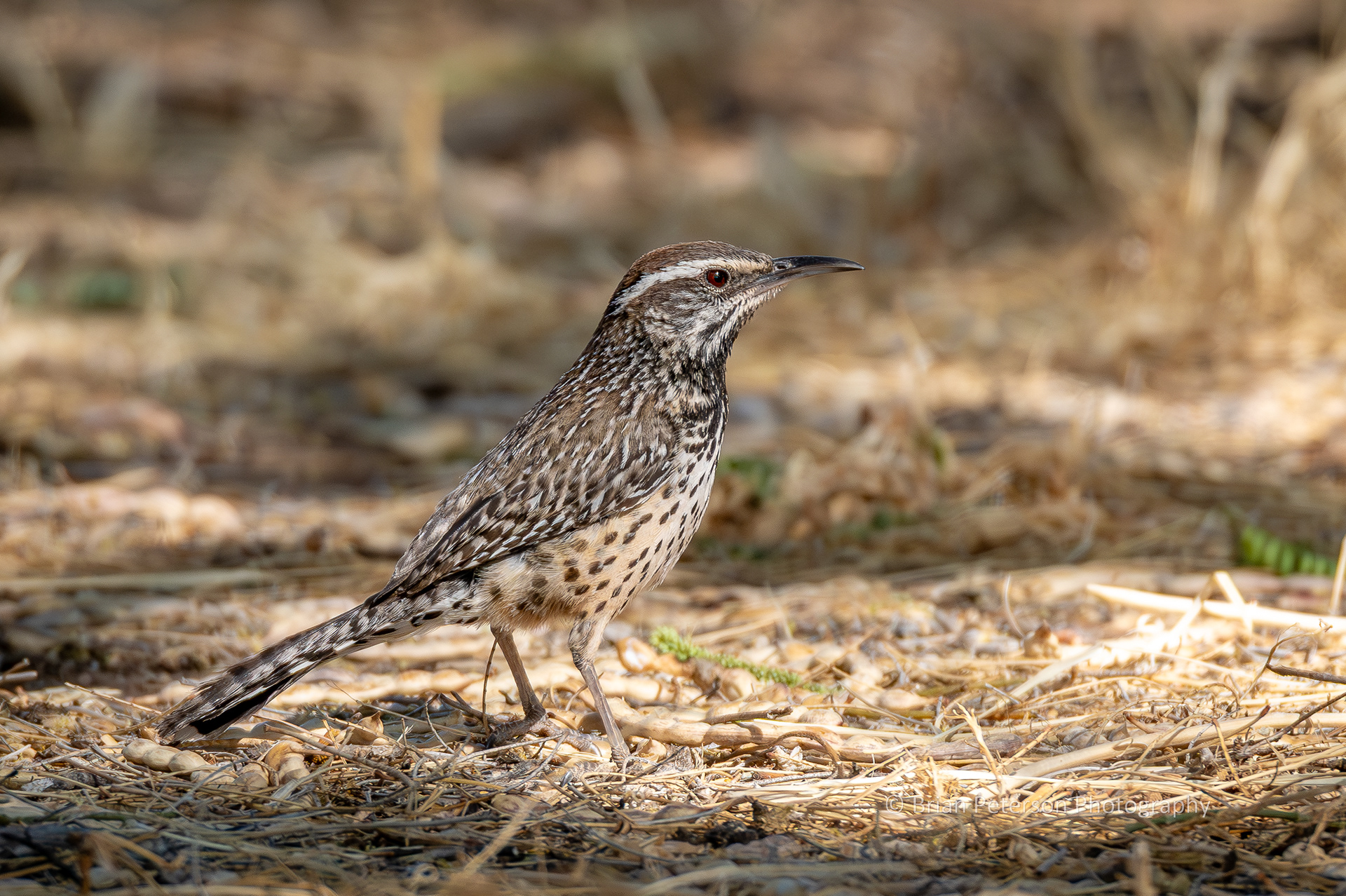 Cactus wren on the ground foraging.