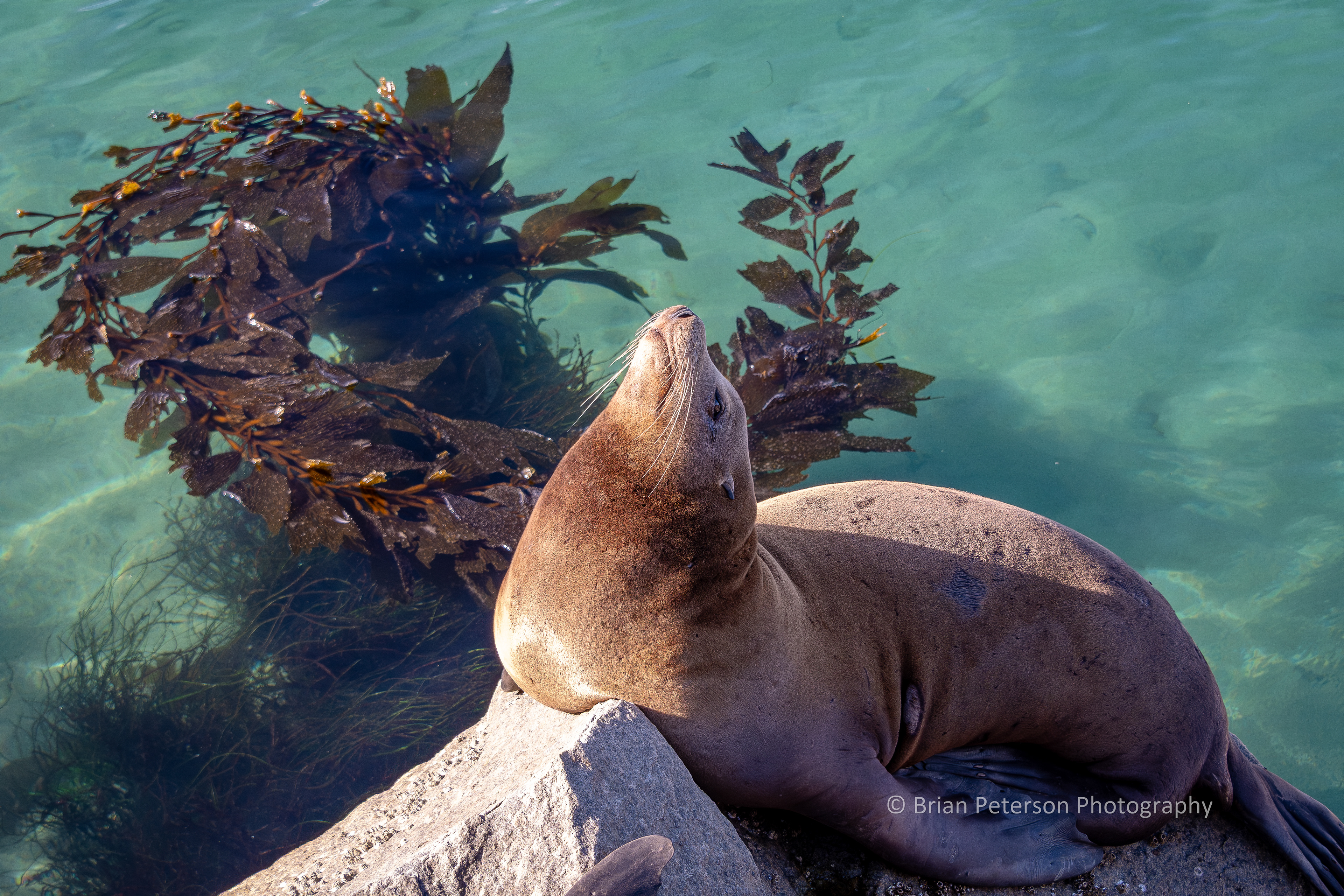 DSC_1706: California Sea Lion Posing on a Rock