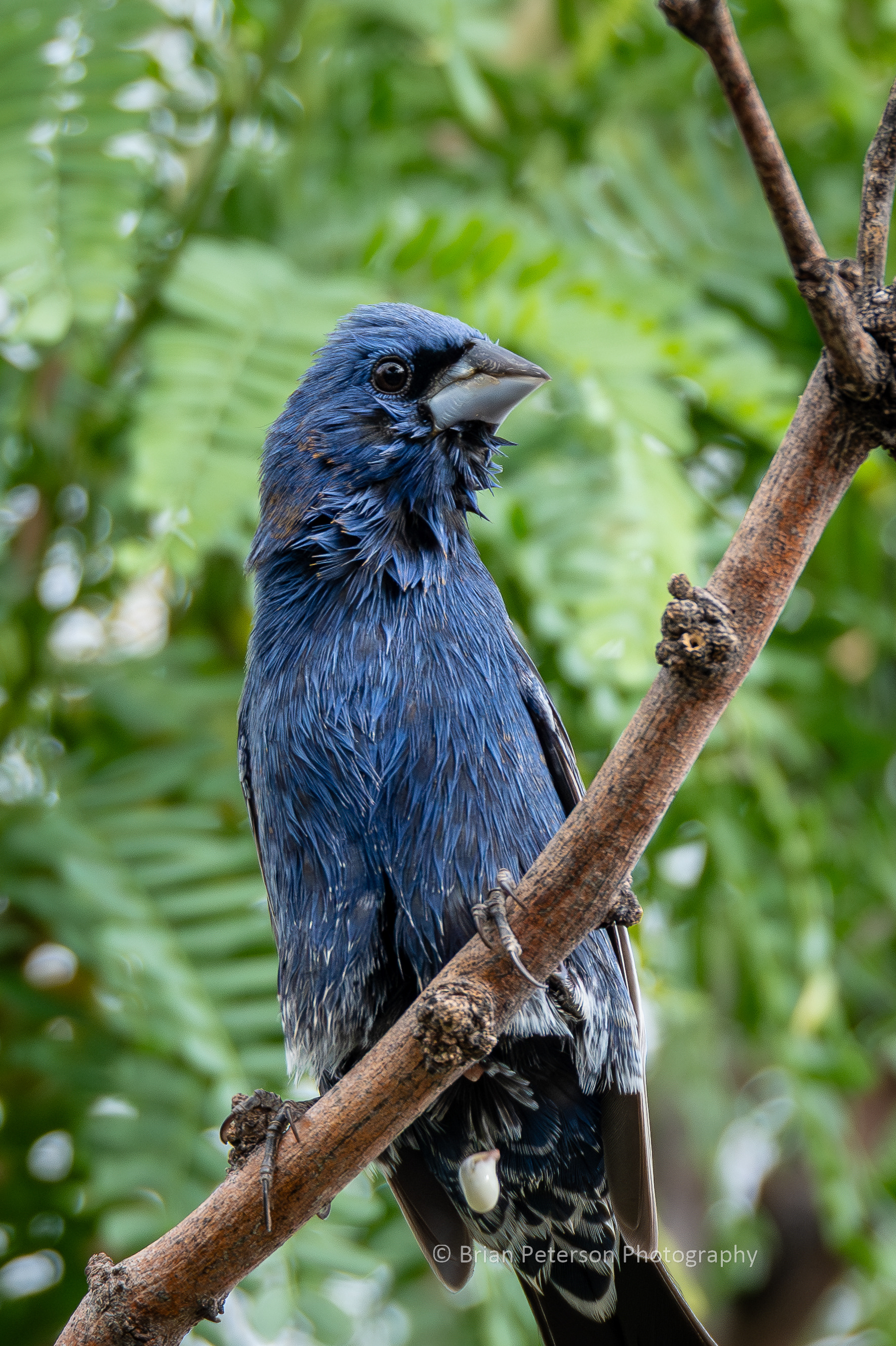 Look close and see why this is a very special picture of a blue grosbeak.