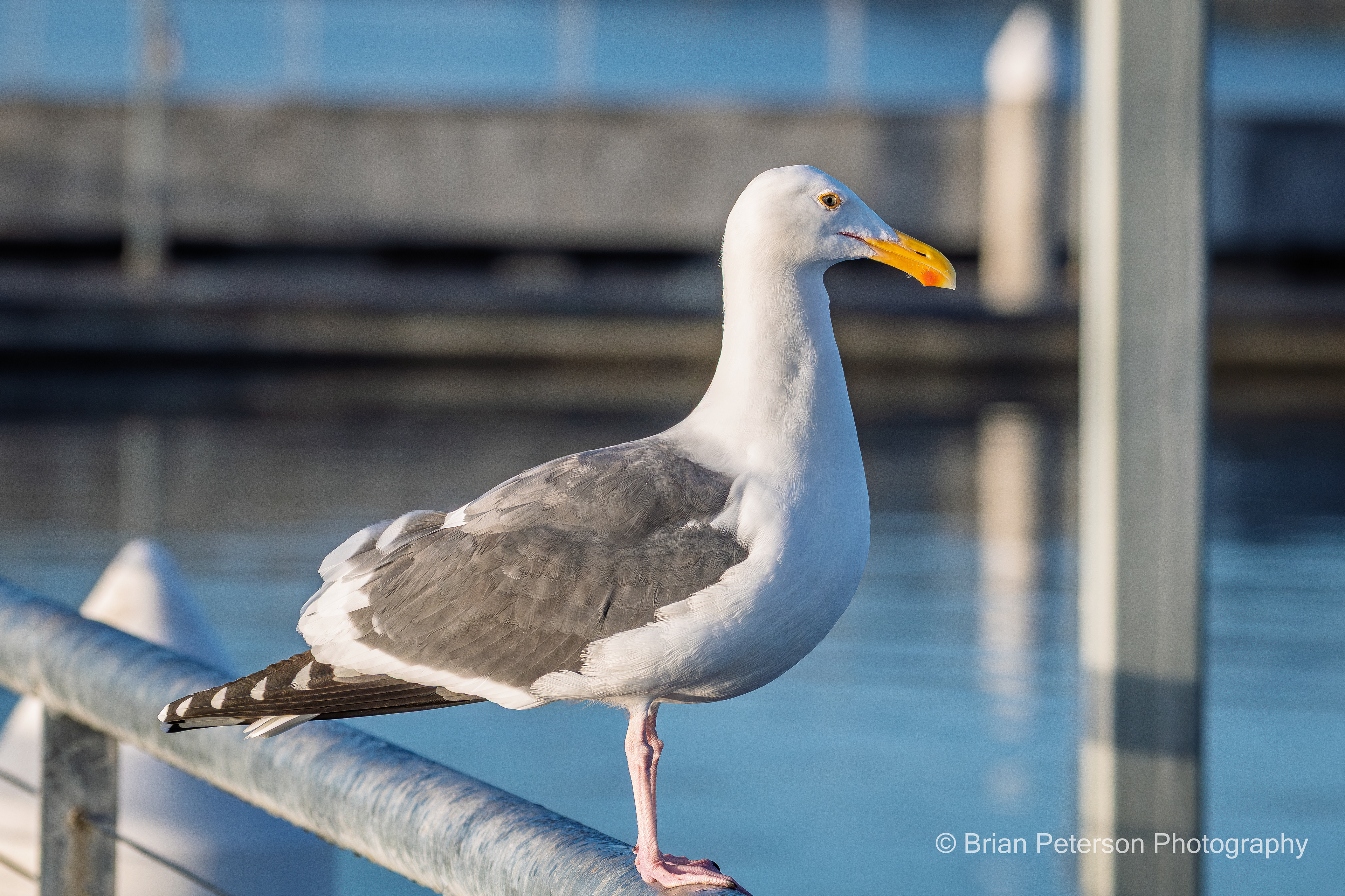 Western gull