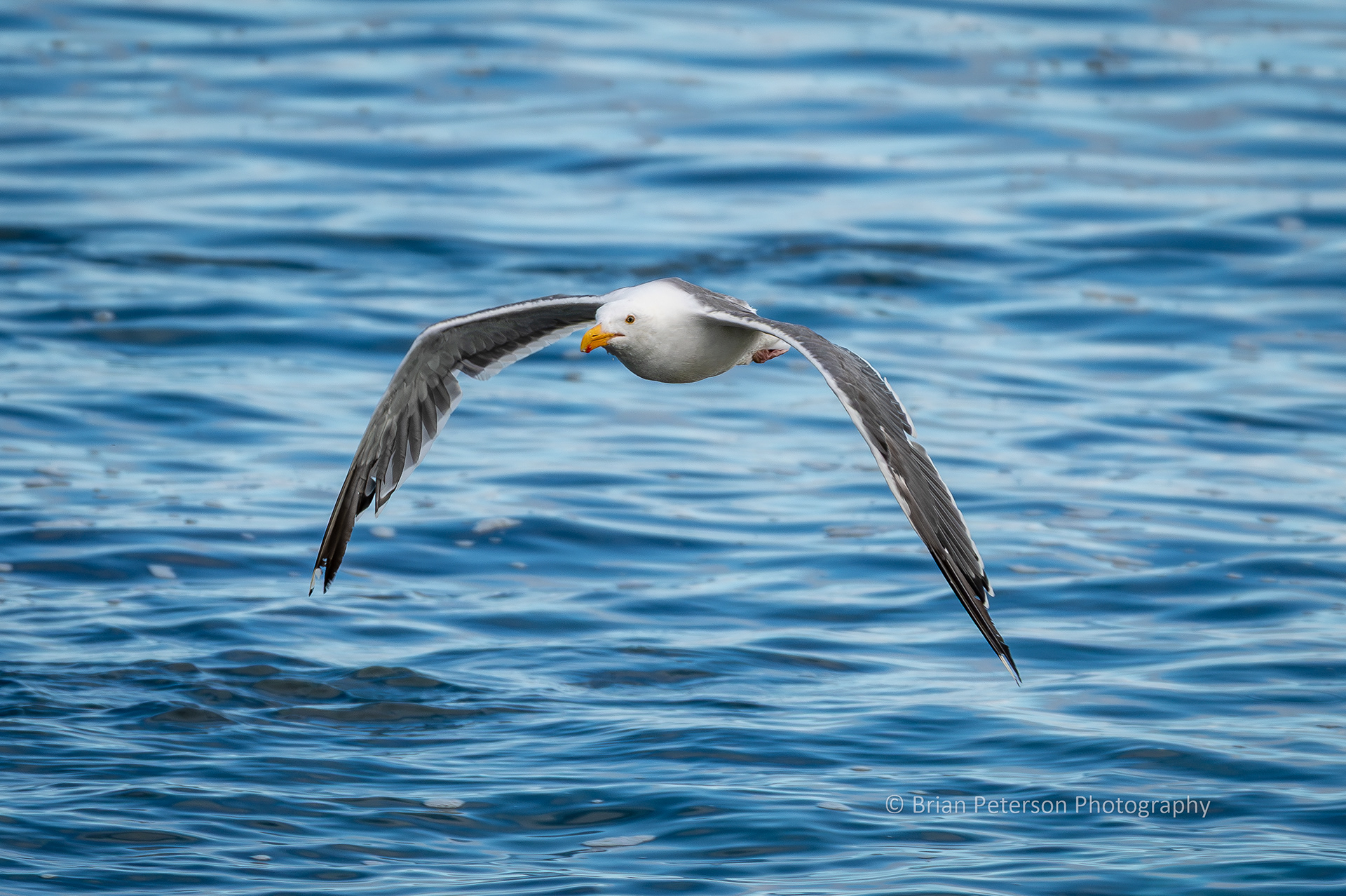 DSC_1203: Western Gull Flying Towards Shore