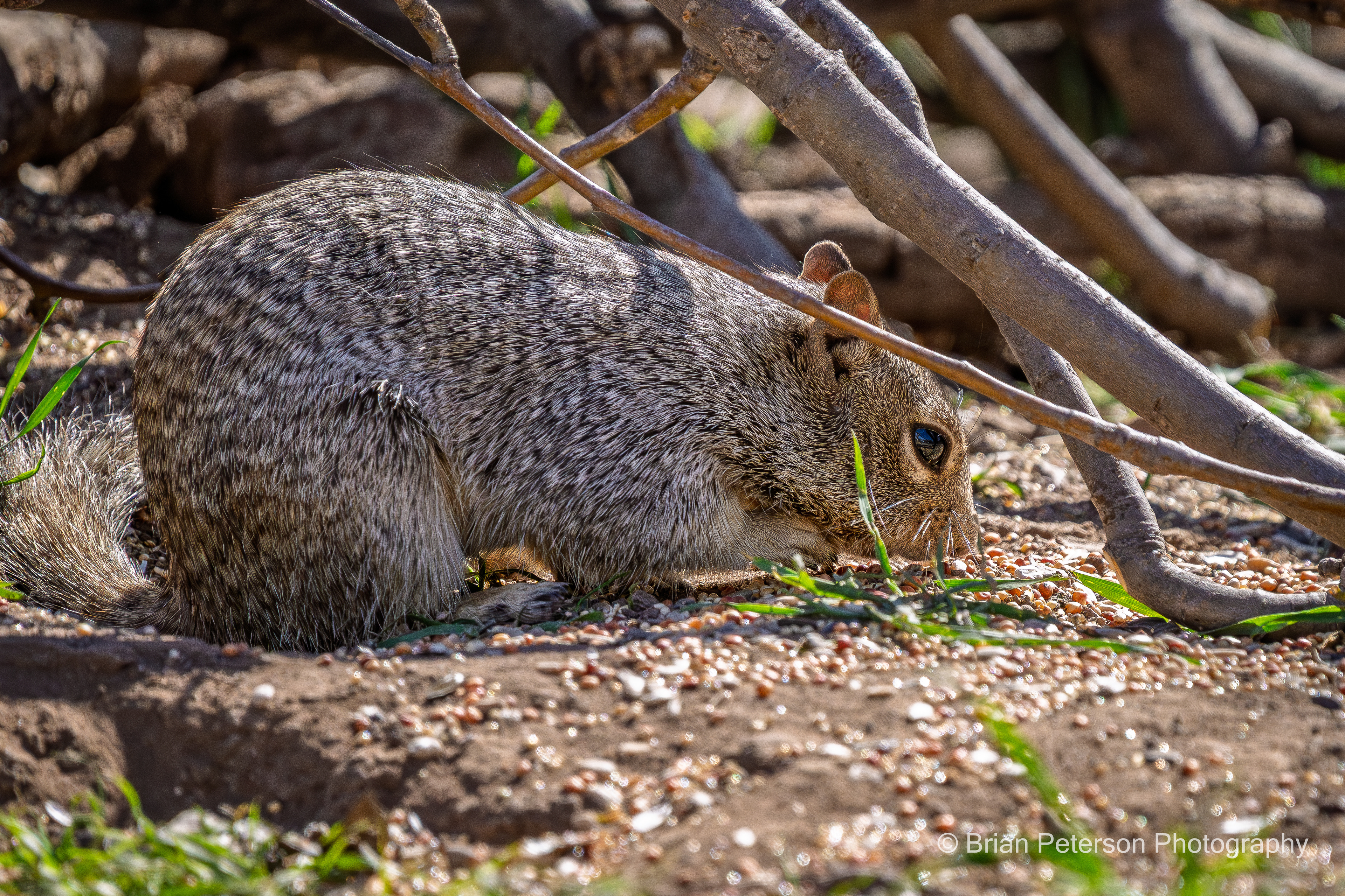 Rock Squirrel