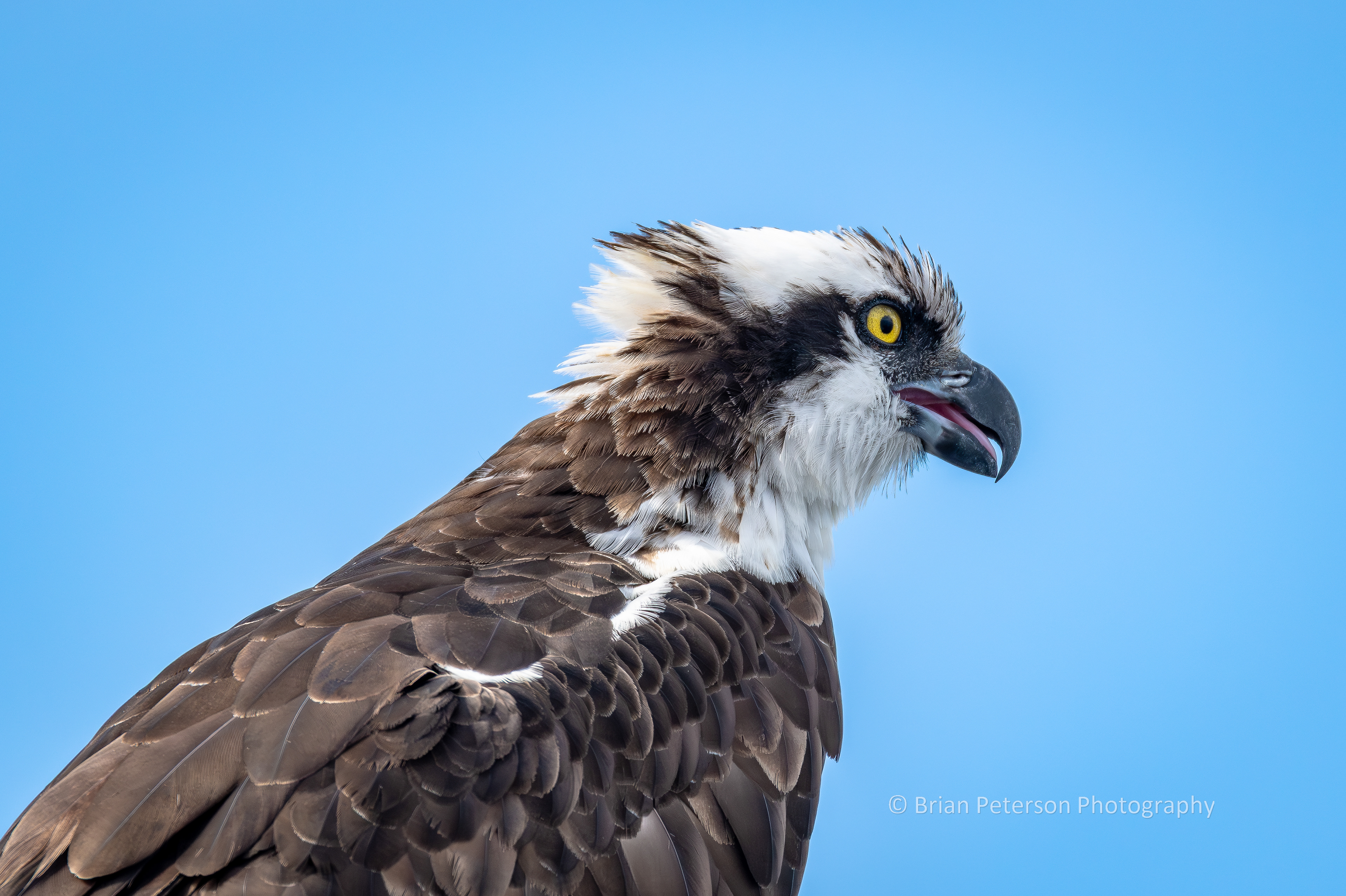DSC_1661: Osprey Closeup; Mouth Open, Tongue Out