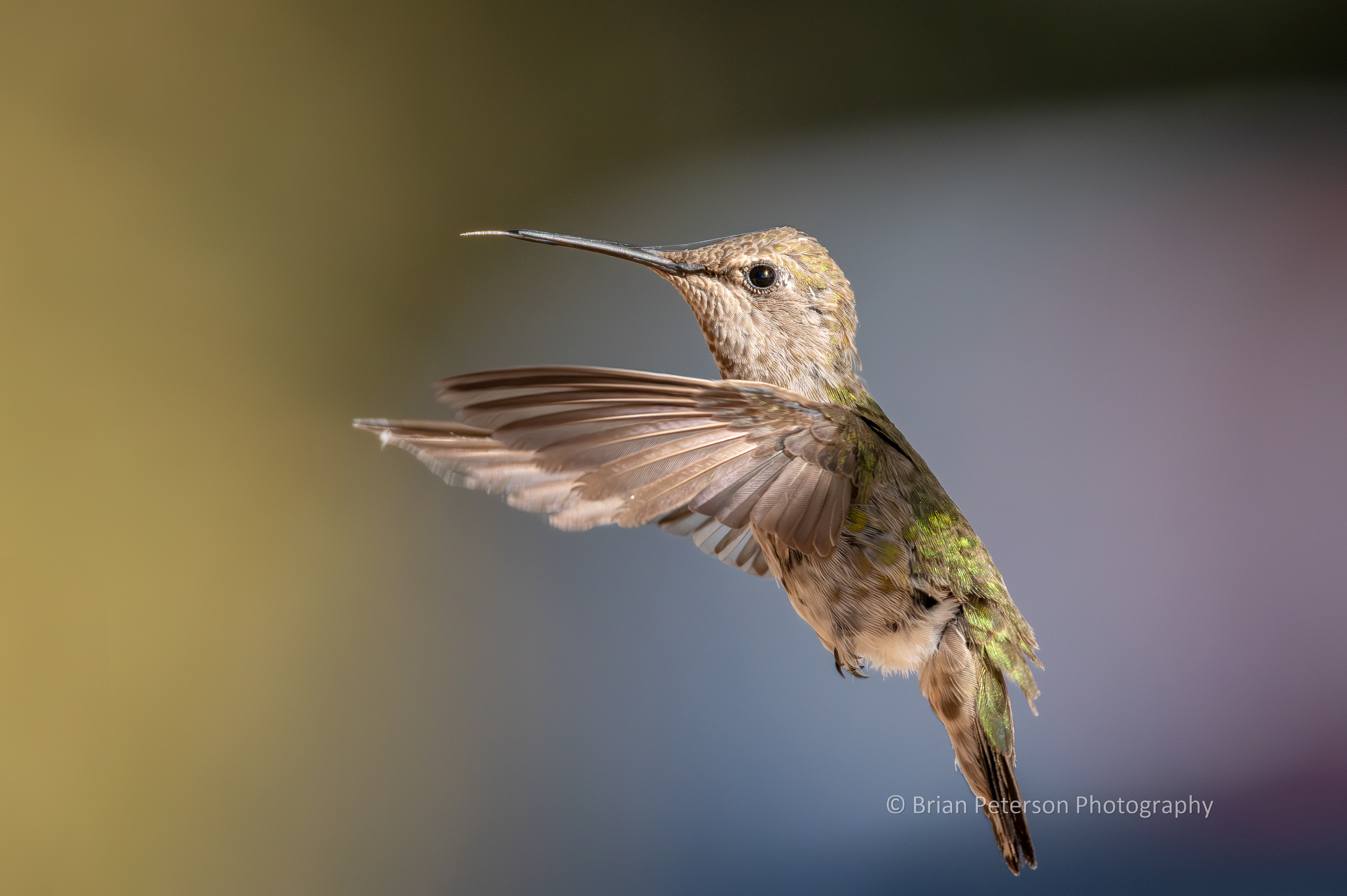 Scruffy, molting, female Anna's hummingbird flying with her tongue out and spider web silk on her face.