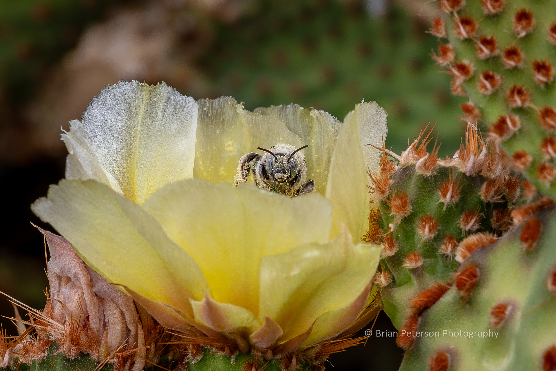 Another parosela long-horned bee in a different flower on the same cactus.