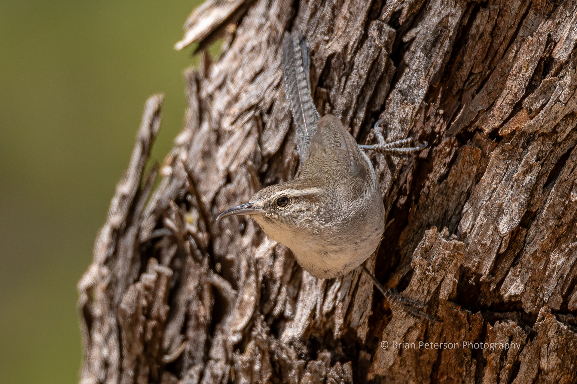More Bewick's wren flitting.