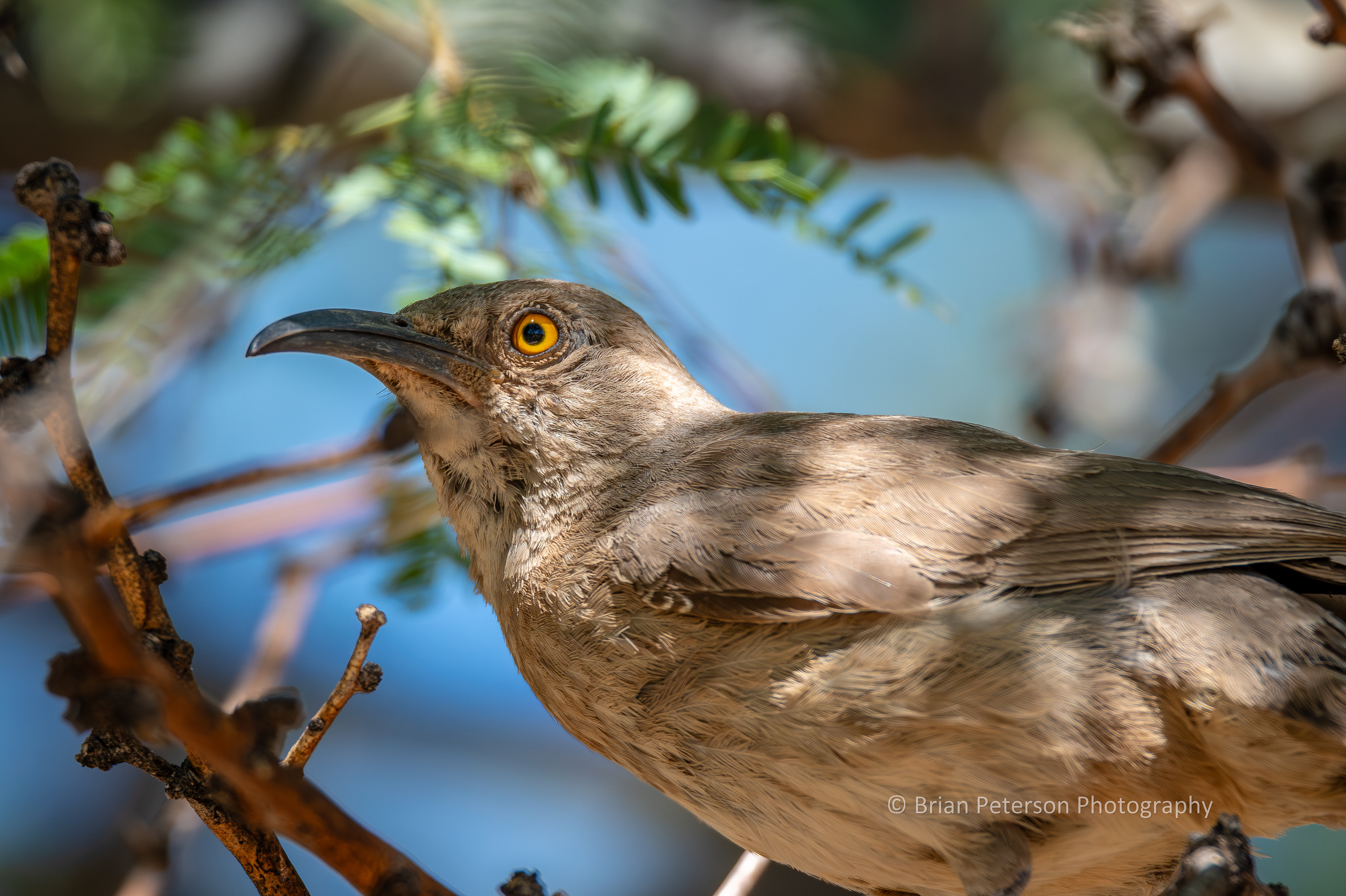 Curve-billed thrasher above me in the mesquite tree.