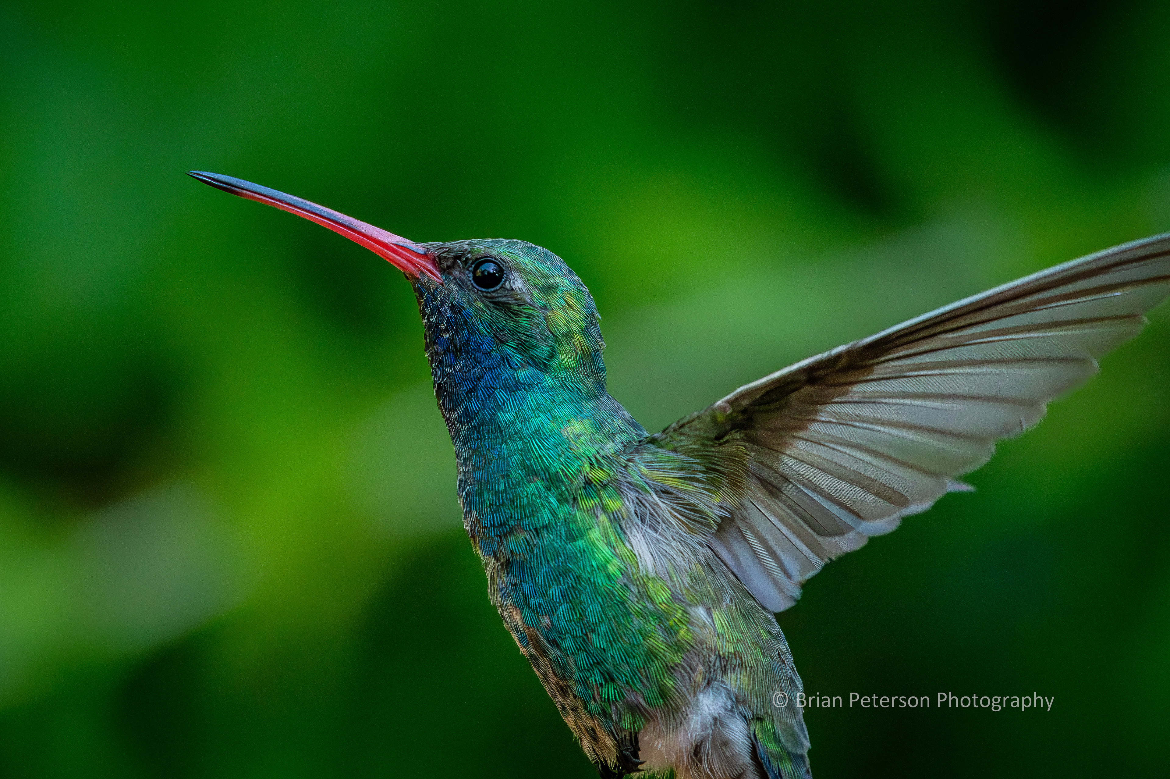 Male broad-billed hummingbird flies way too close for the lens.