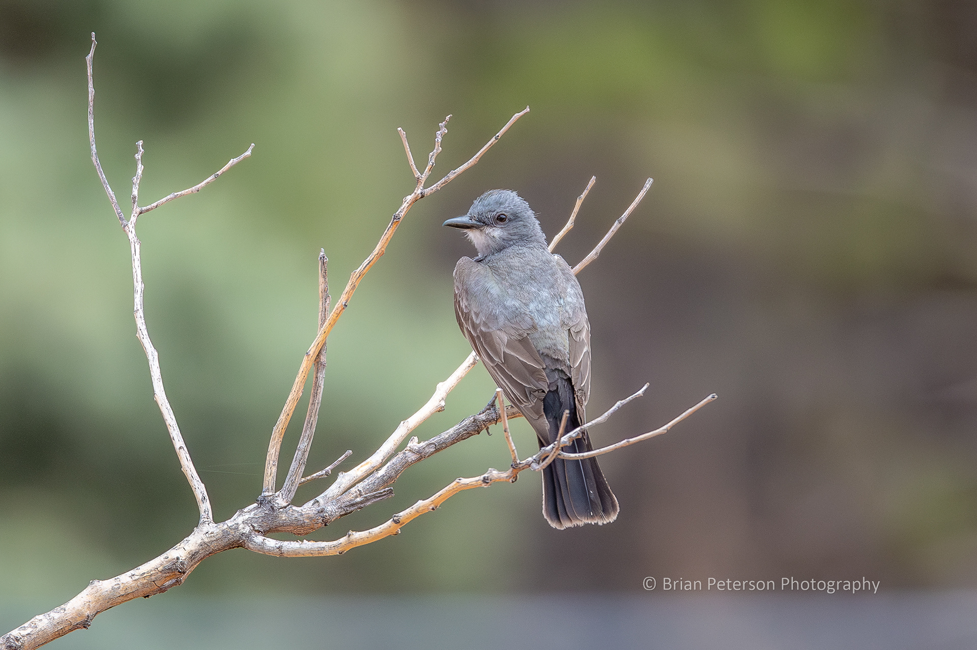 Cassin's kingbird moved to a mimosa bush that was farther away.