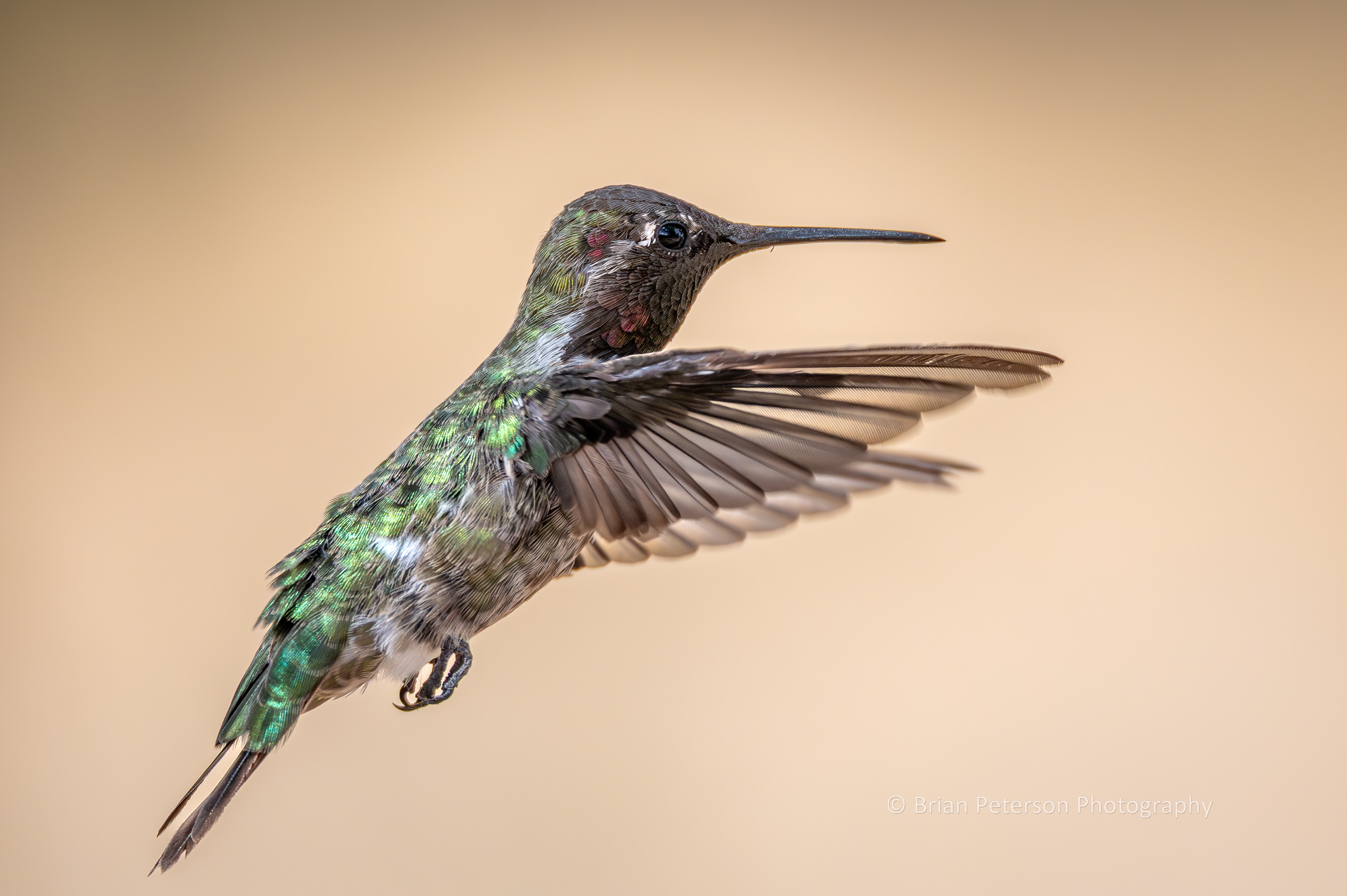 Male Anna's hummingbird flying in his natural environment shortly after attacking another hummingbird, who was just minding her own business.