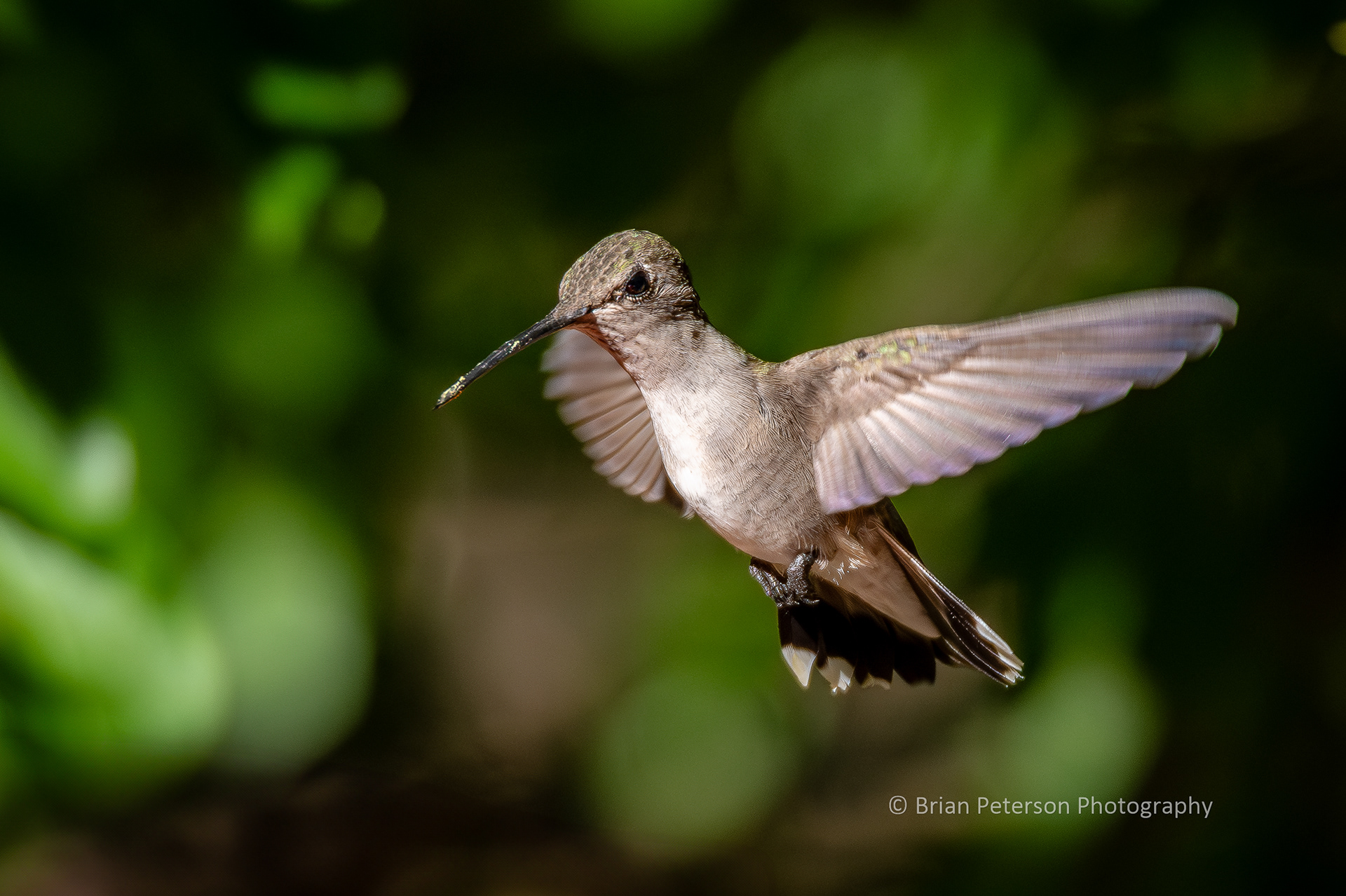 Black-chinned hummingbird flying in her natural environment.