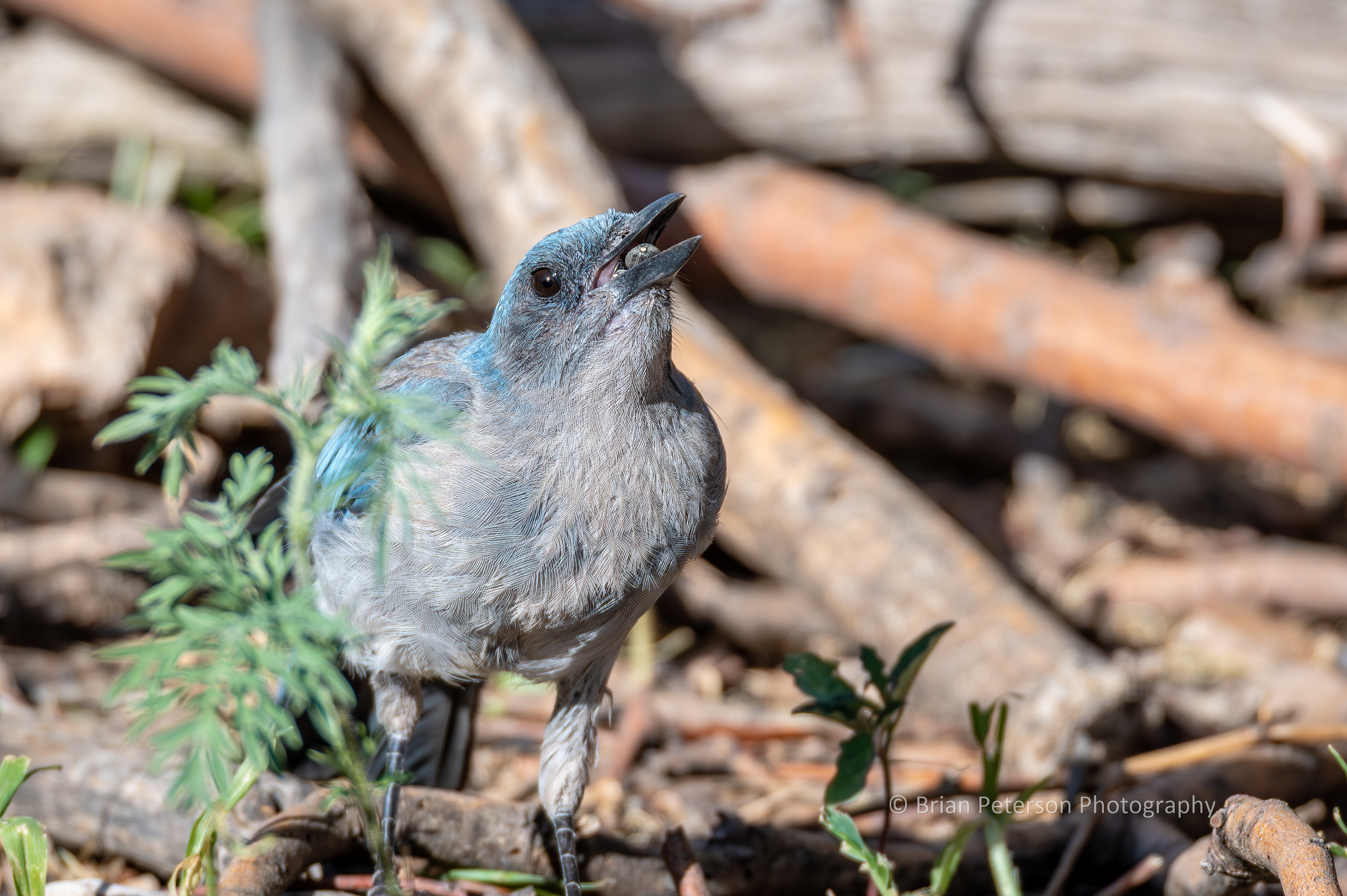 Mexican jay swallowing a berry.