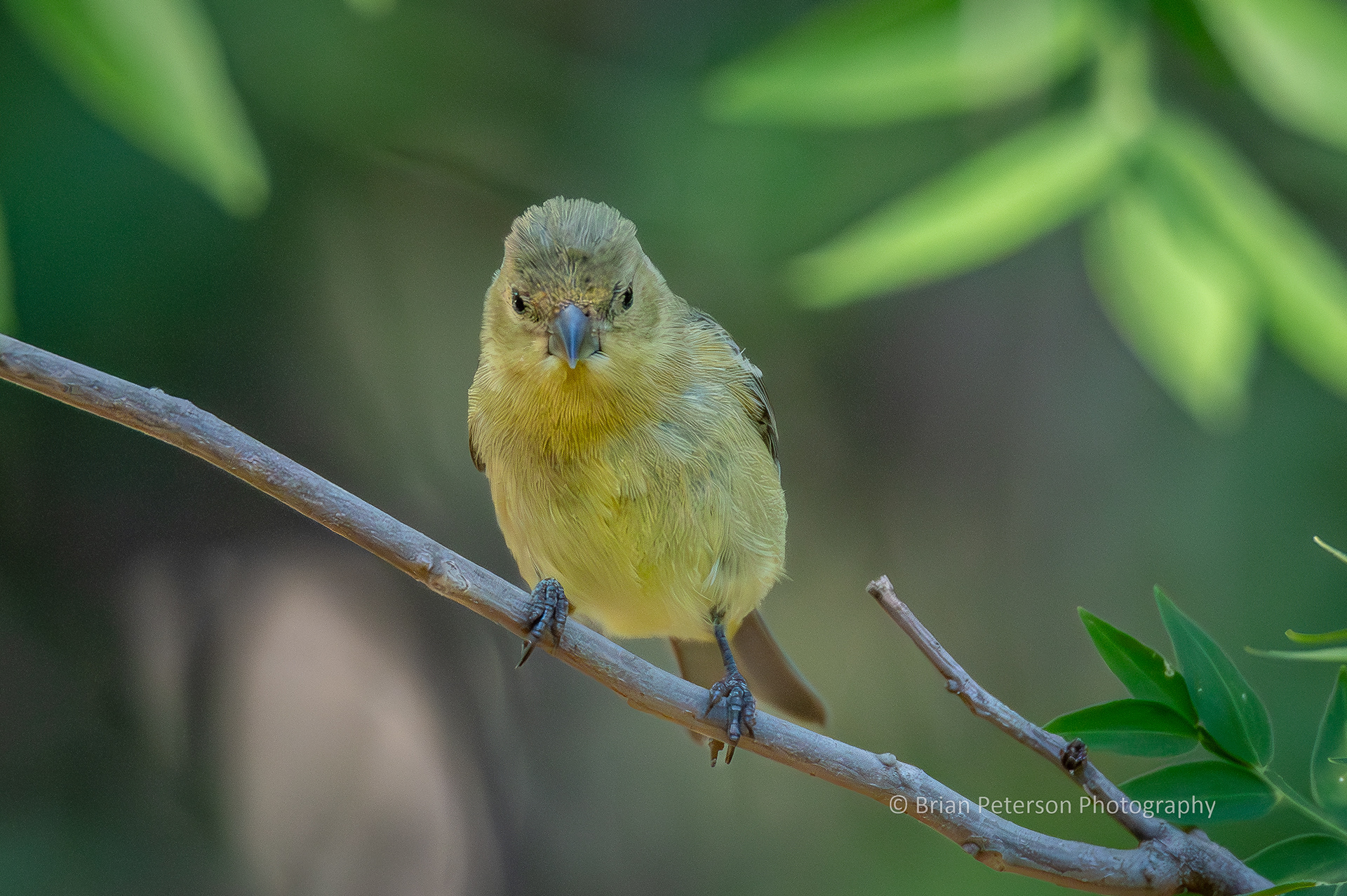 Female lesser goldfinch in the shadows under a tree.
