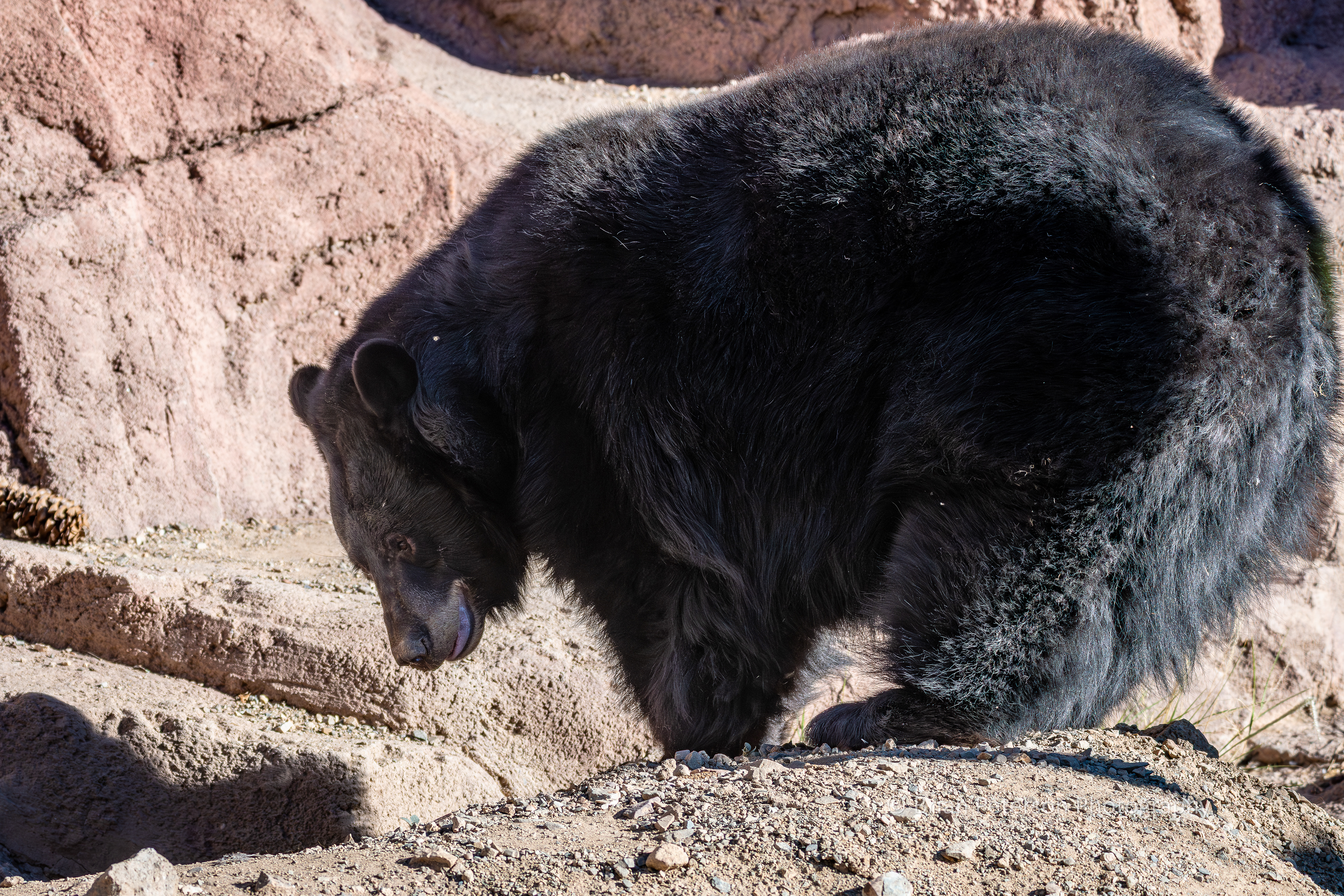 Black bear.