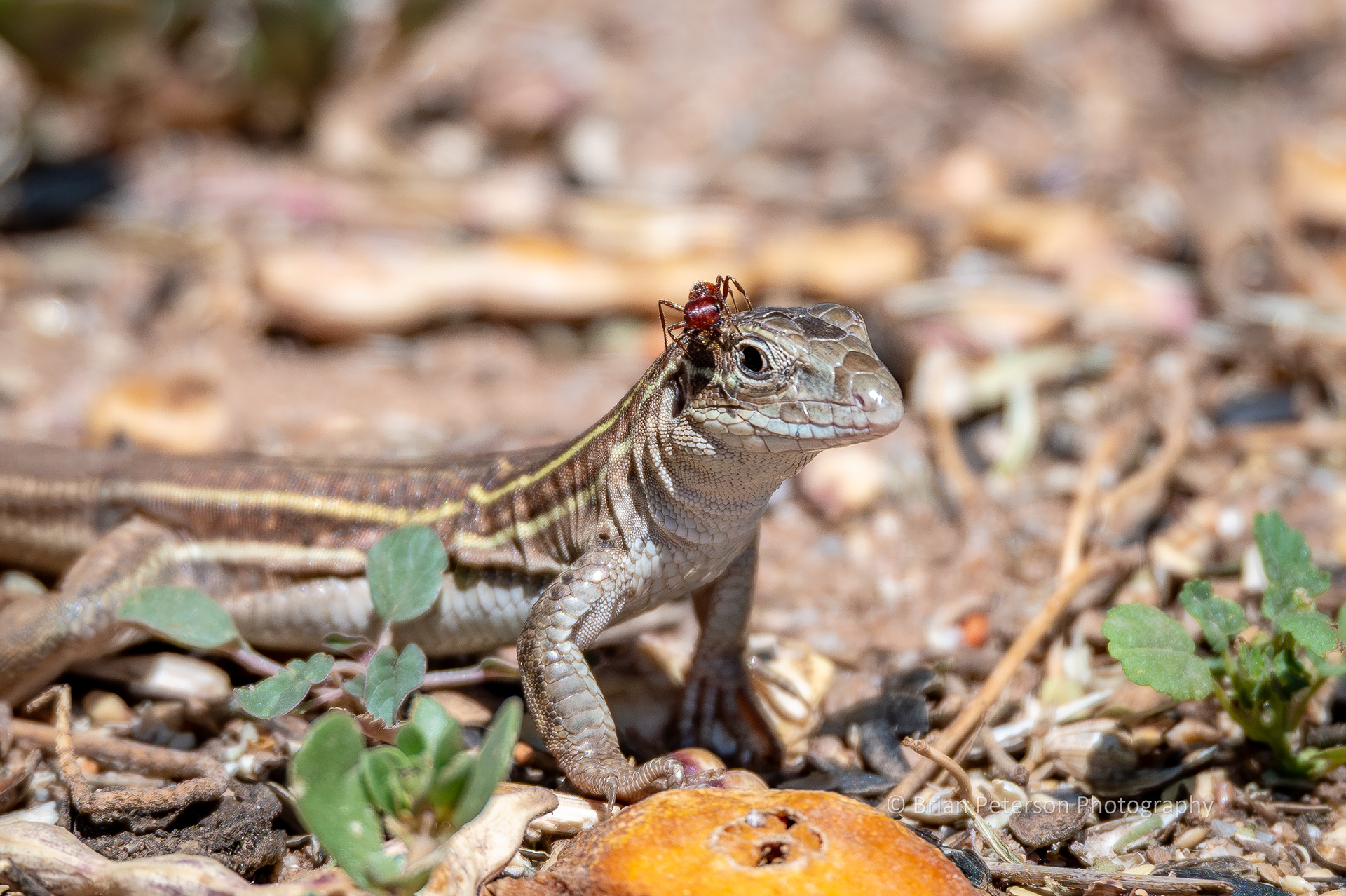 Sonoran spotted whiptail lizard has a red ant walking on her head.