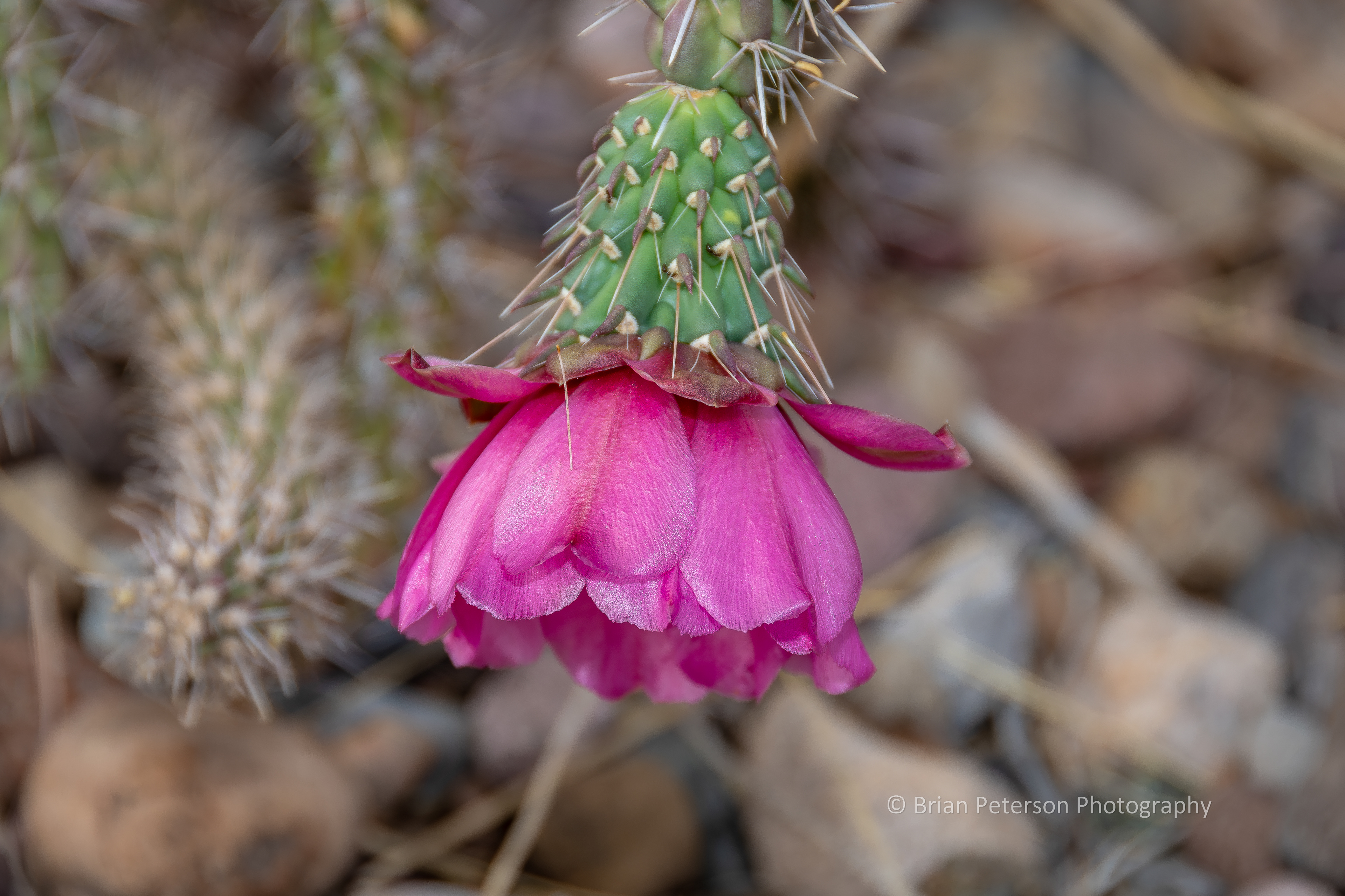One of our little chollas bloomed.