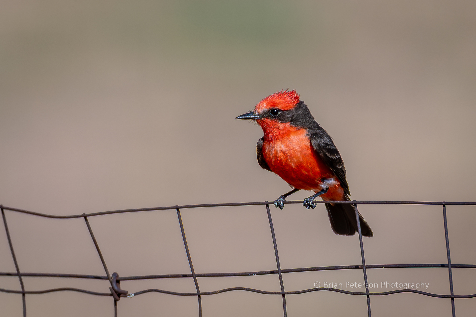 Male vermilion flycatcher in prime hunting position.