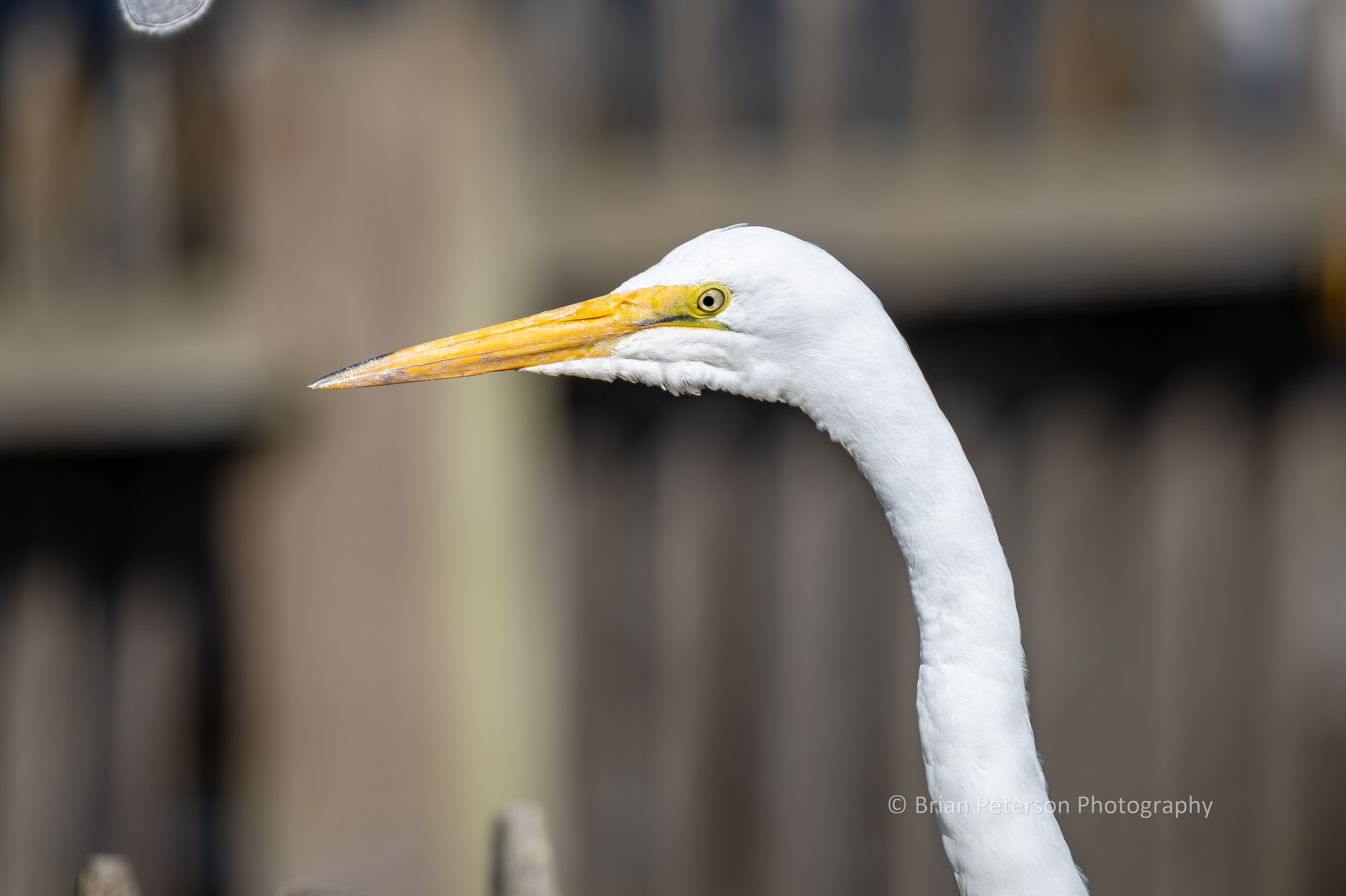 DSC_1481: Great Egret Profile Closeup