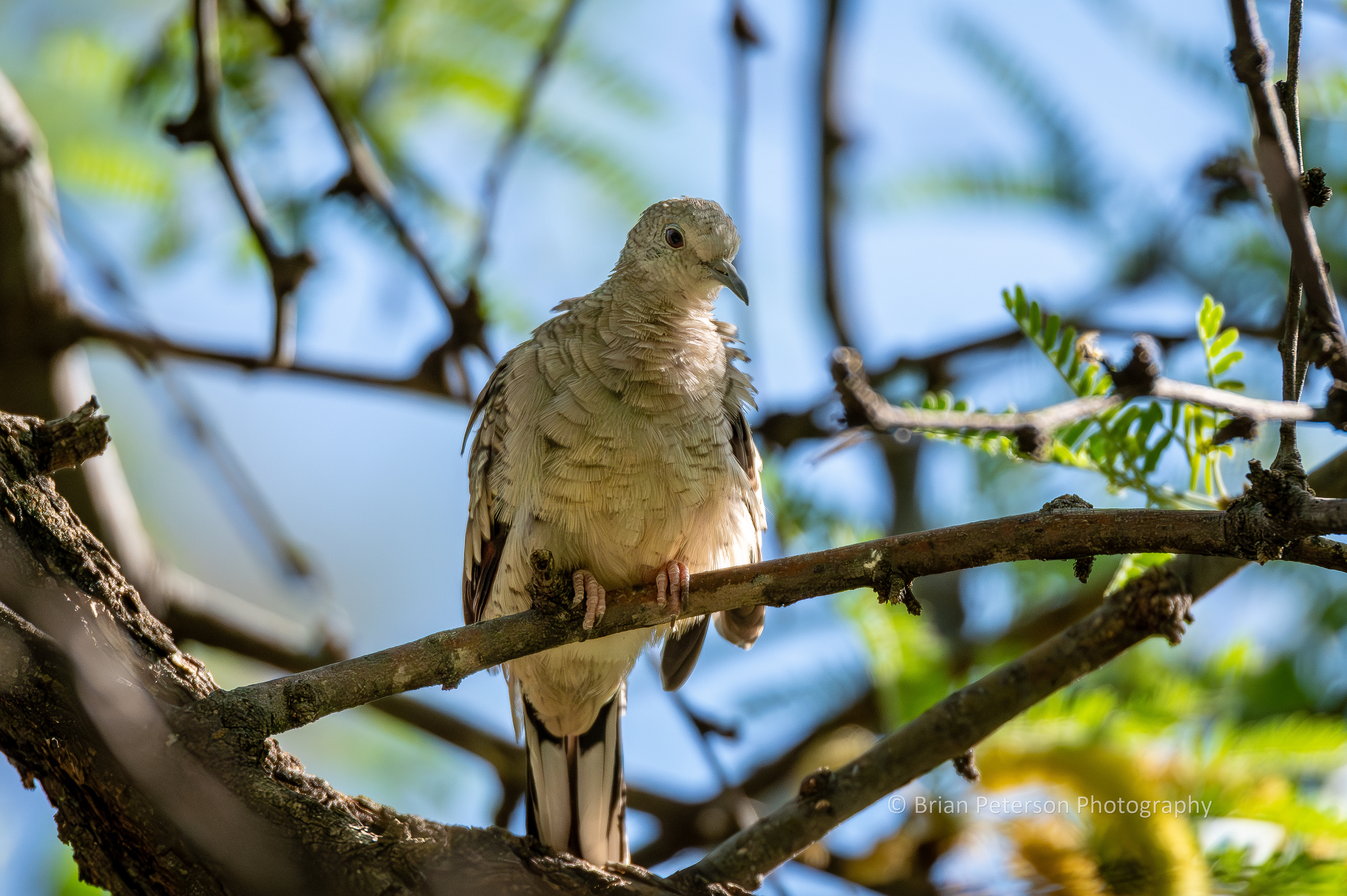 Inca dove in a tree.