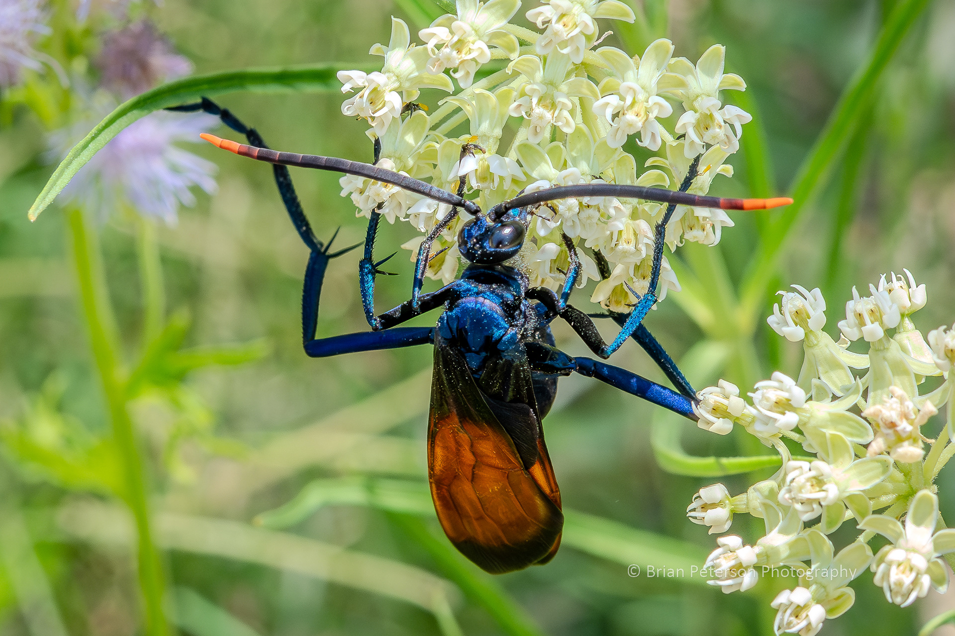 Tarantula hawk wasp feeding on milkweed flowers.
