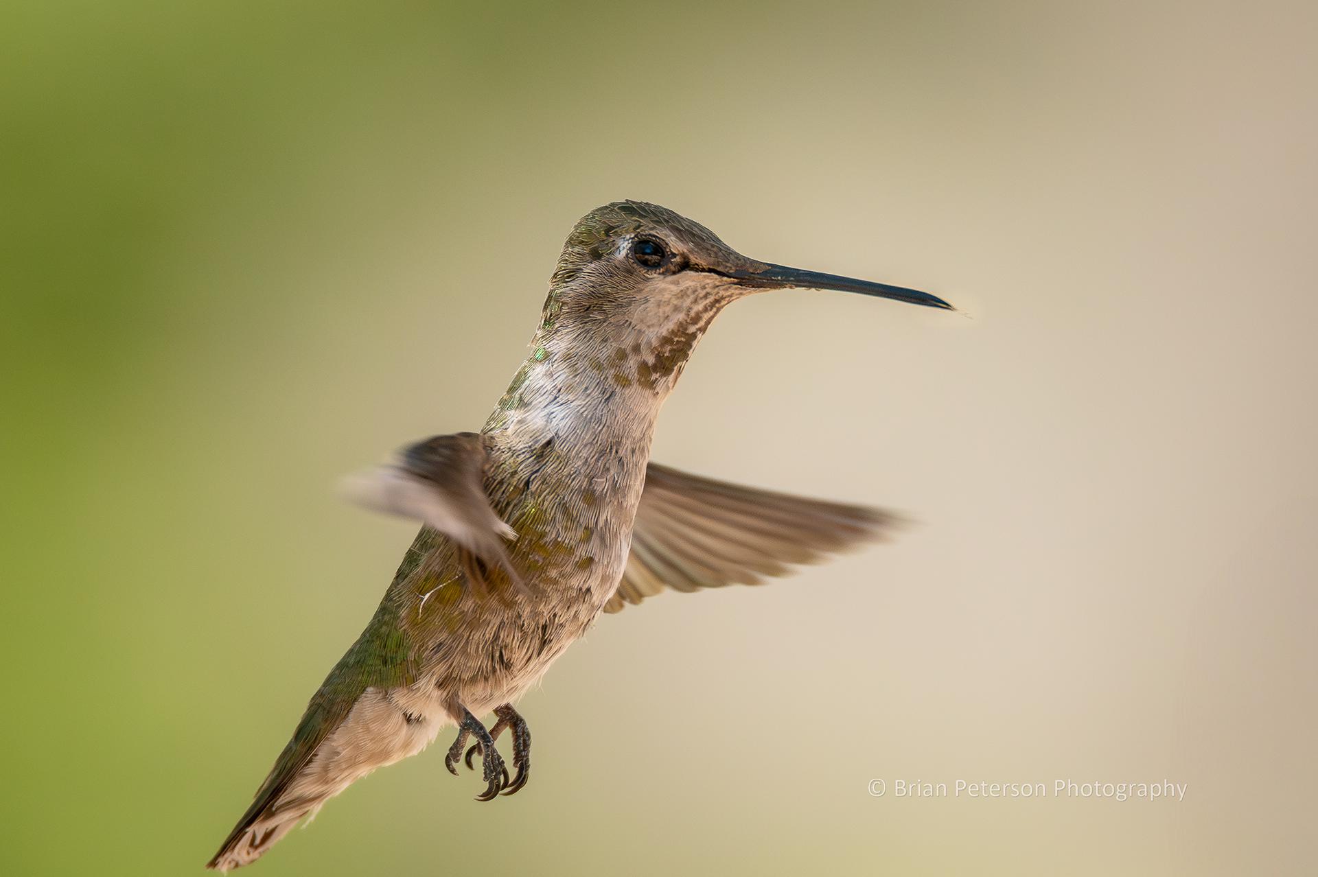 Scruffy, young and molting Anna's hummingbird flying in her natural environment.