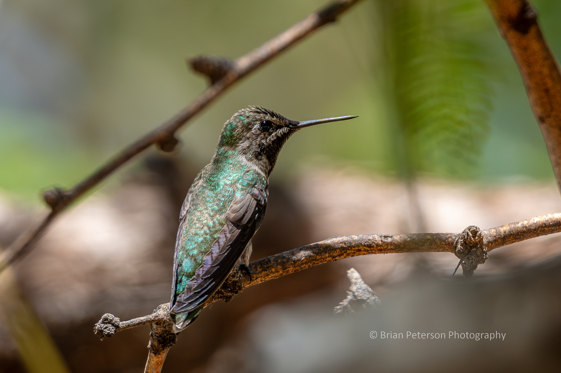 Male Anna's hummingbird perching in the big mesquite tree. The goreget feathers are black when not reflecting light.