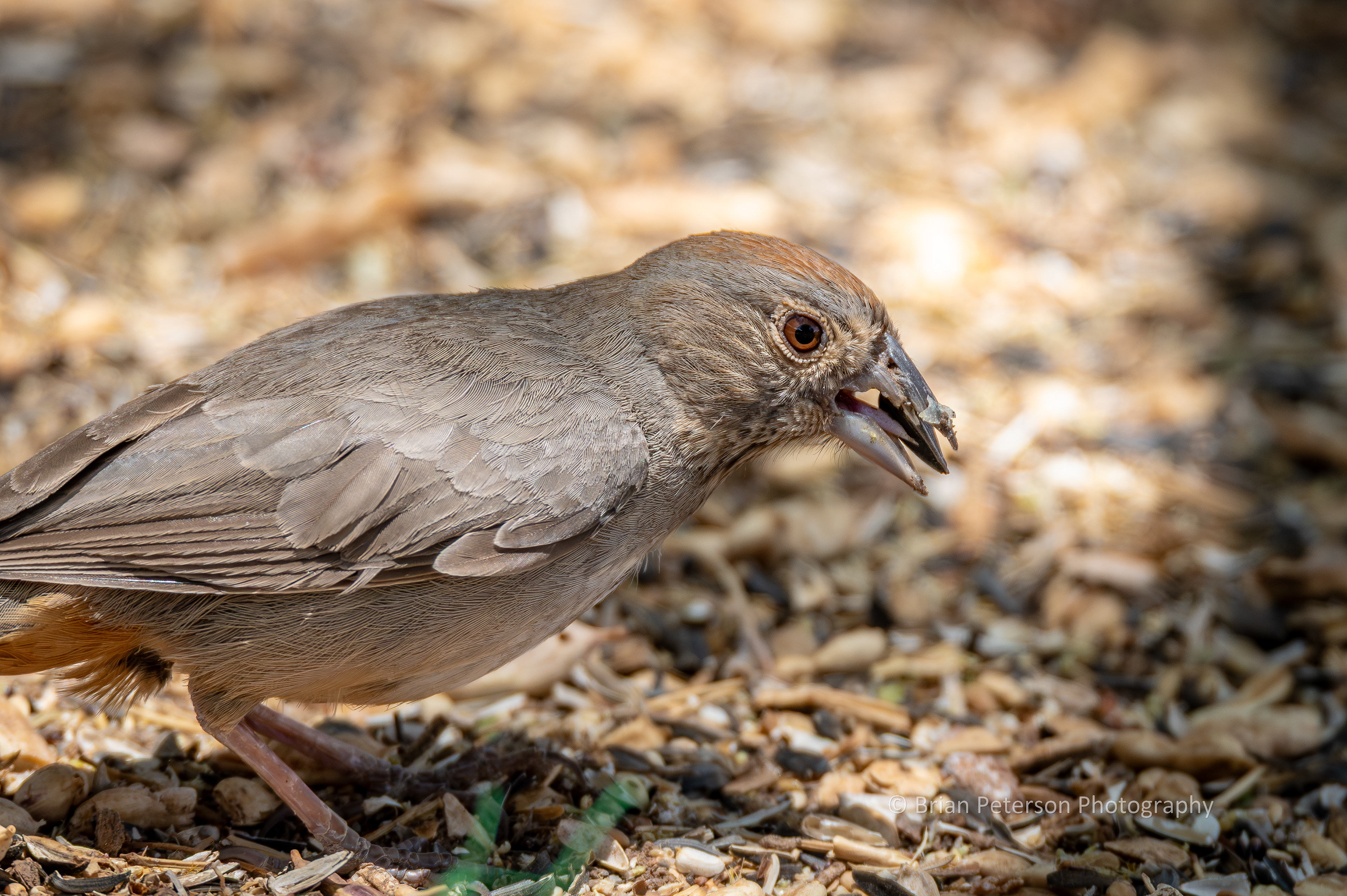 A canyon towhee who has been living in my backyard for at least a couple years now, because I recognize the crack in the beak. You can see the tongue!