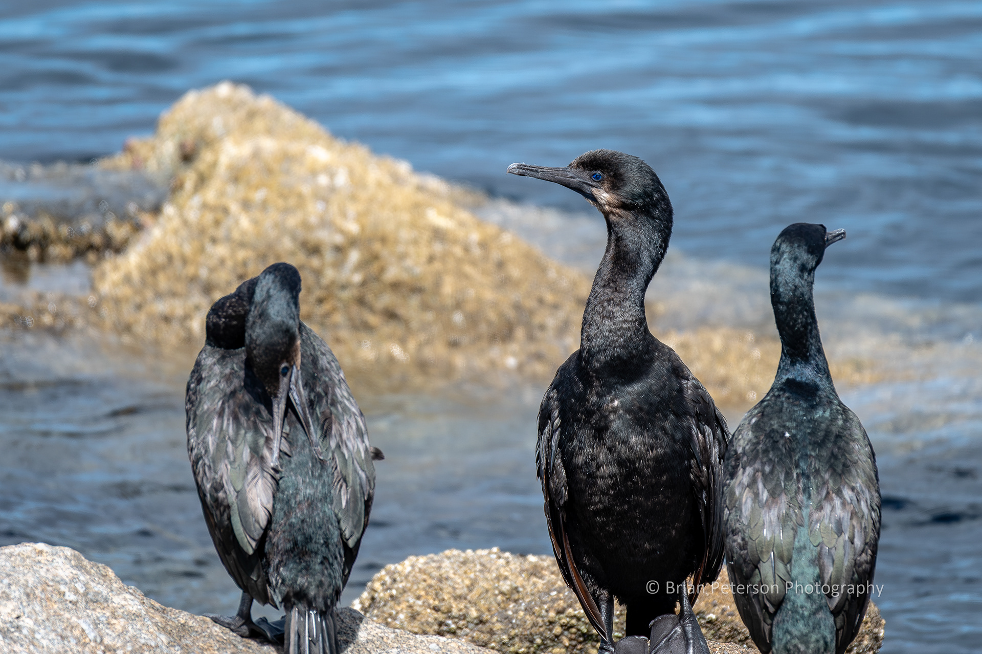DSC_1502: Three Cormorants on Offshore Rocks