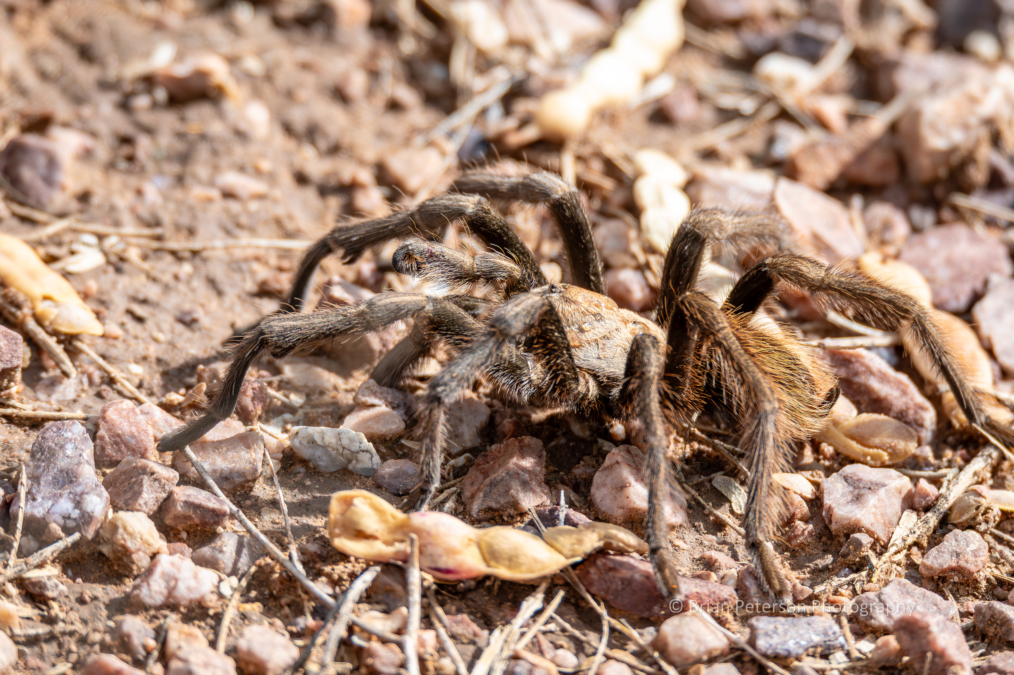 This is a tarantula. Not a terrific photo, because it wasn't cooperating.