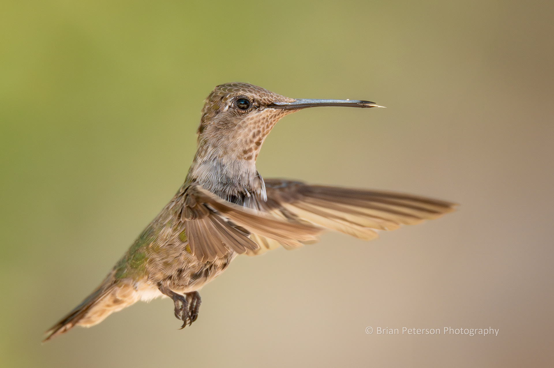 Scruffy, molting, immature apparent black-chinned hummingbird flying in his natural environment with his tongue out.
