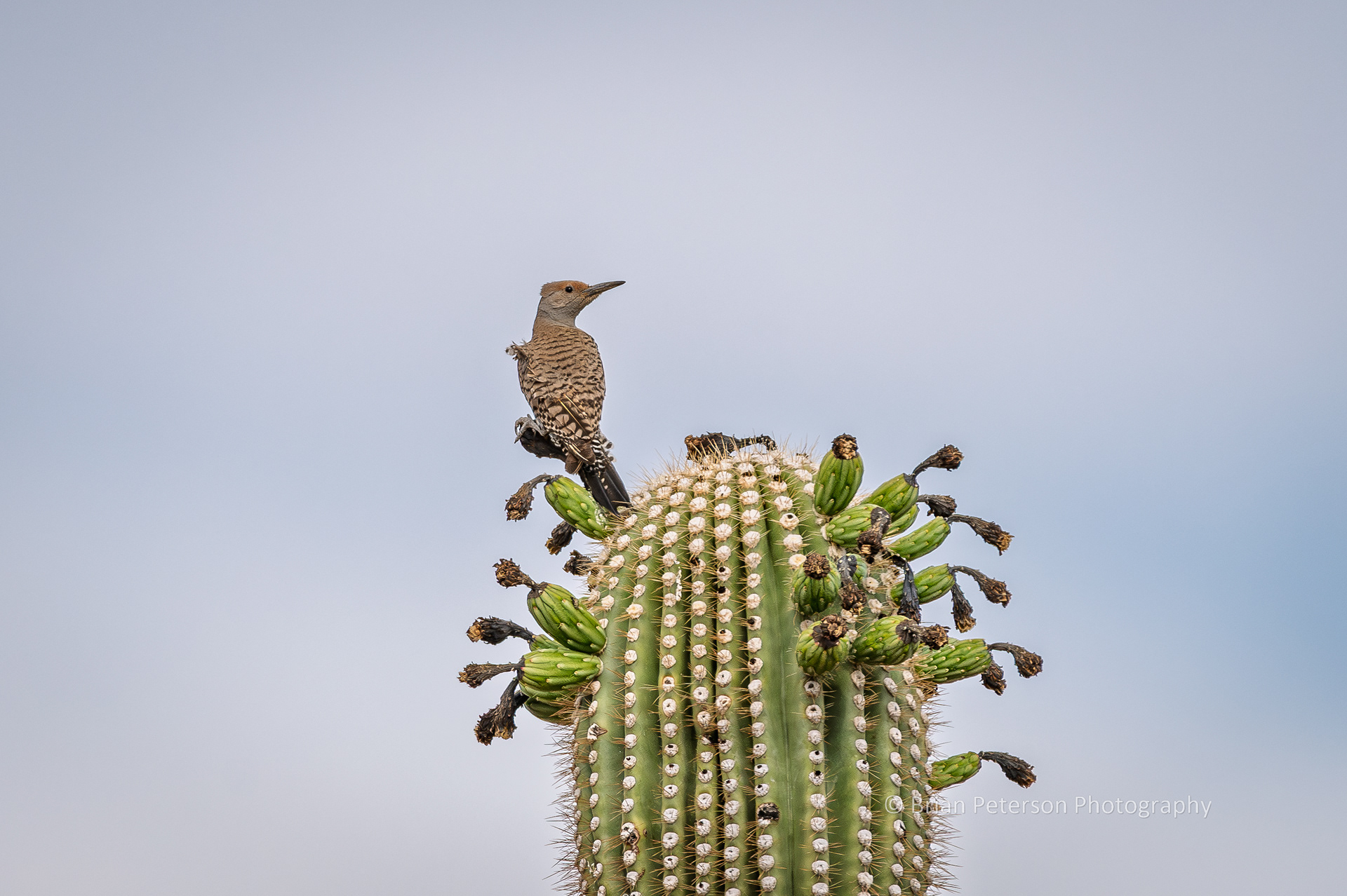 Female northern flicker atop a saguaro.