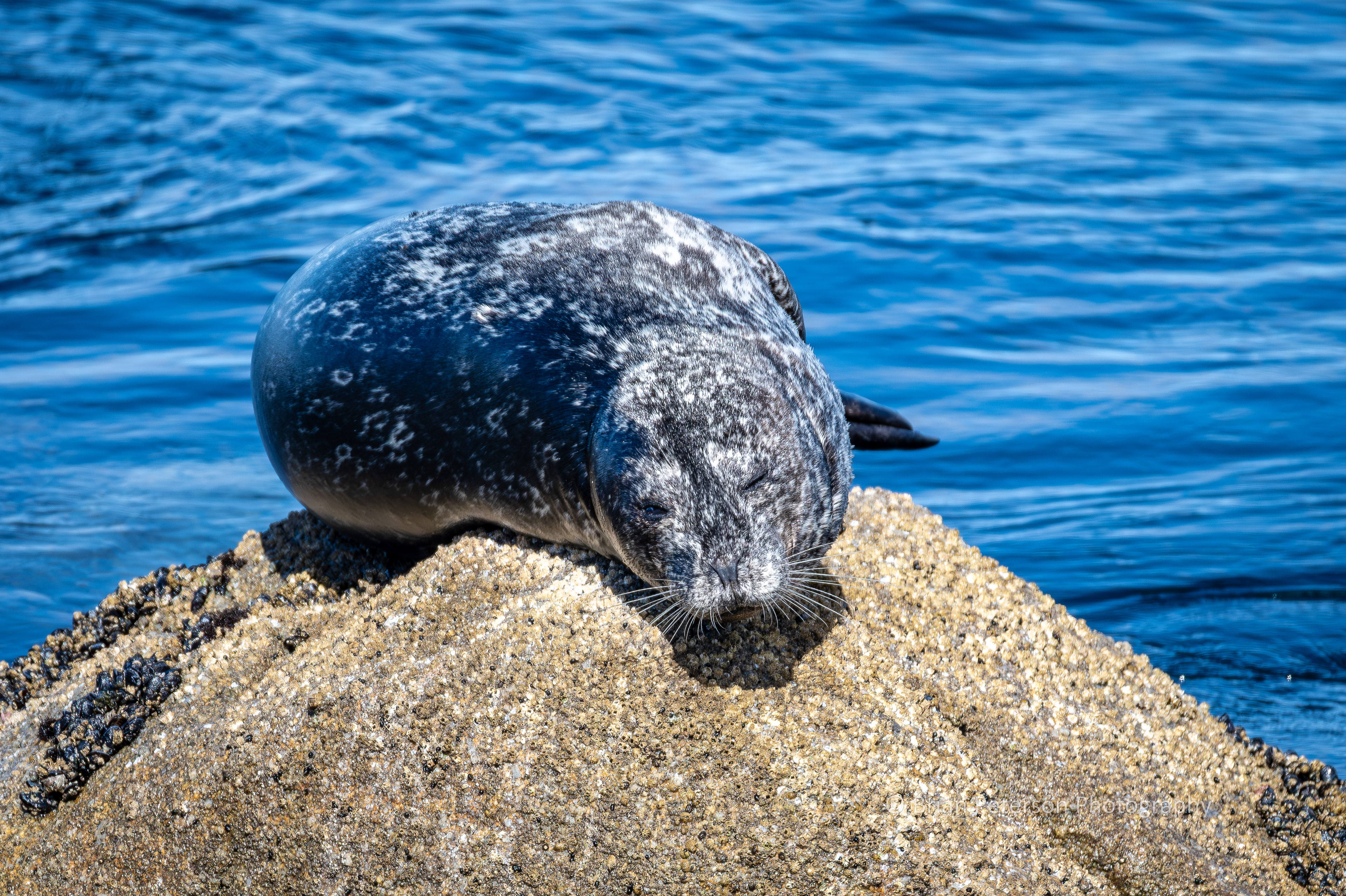 DSC_1828: Harbor Seal on an Offshore Rock