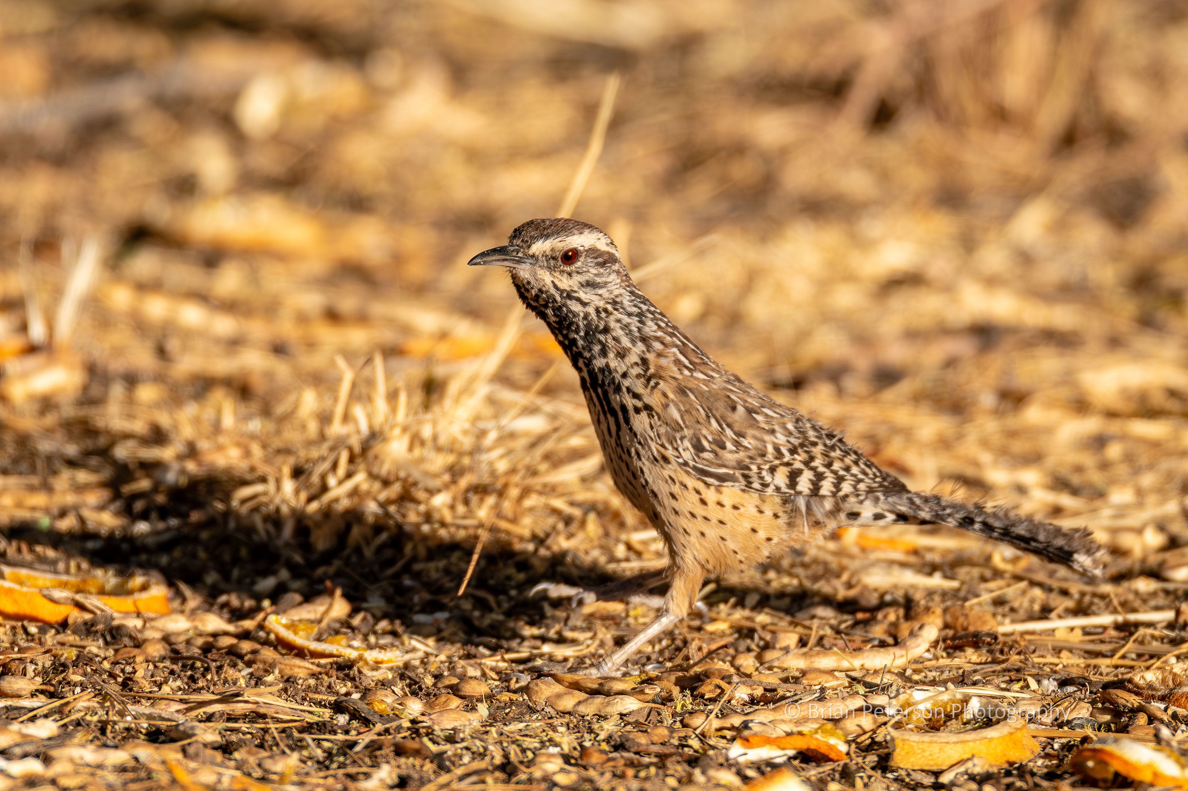 Cactus wren completing the jump.