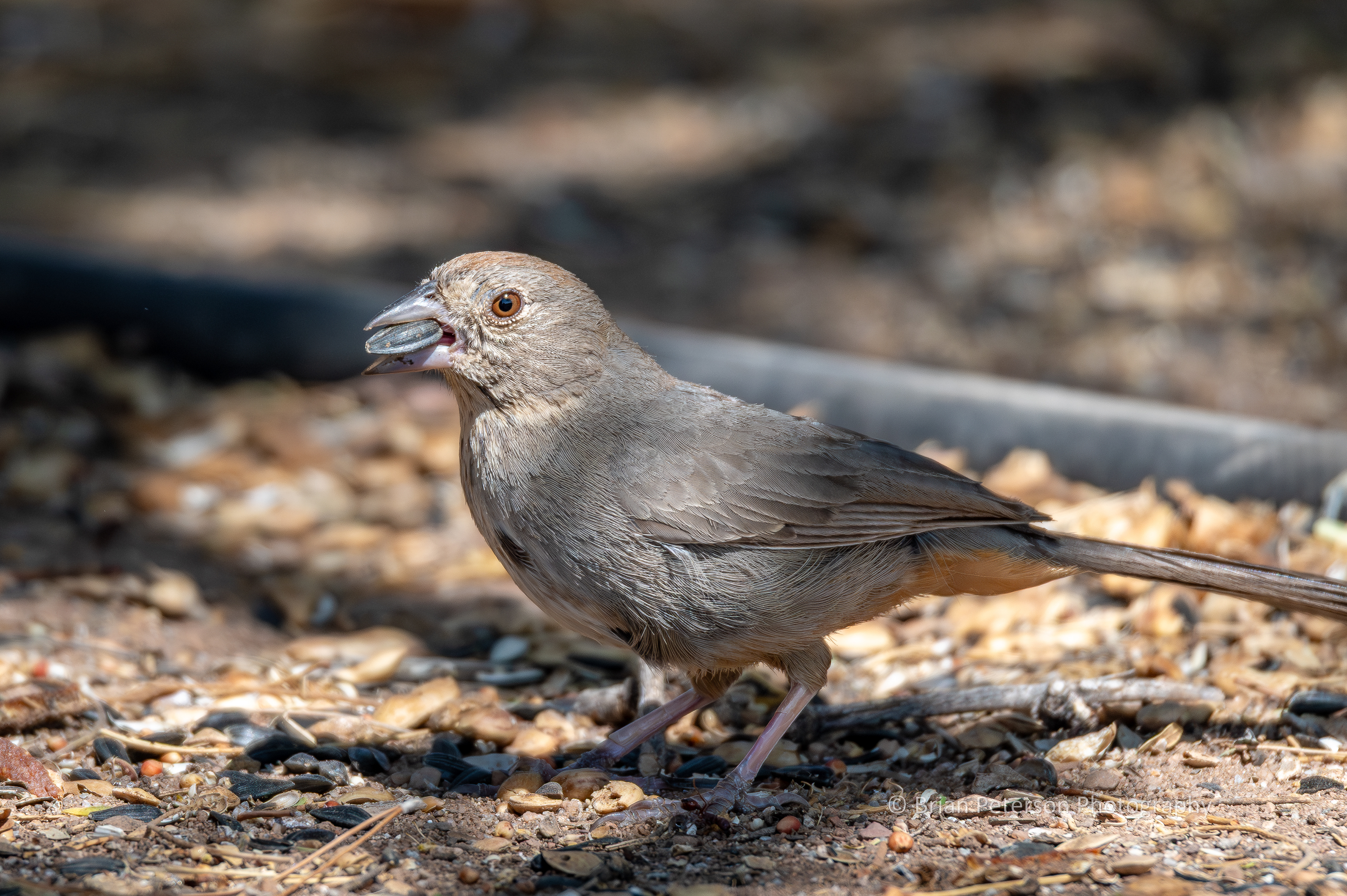Canyon towhee eating a sunflower seed. Look at the eye!