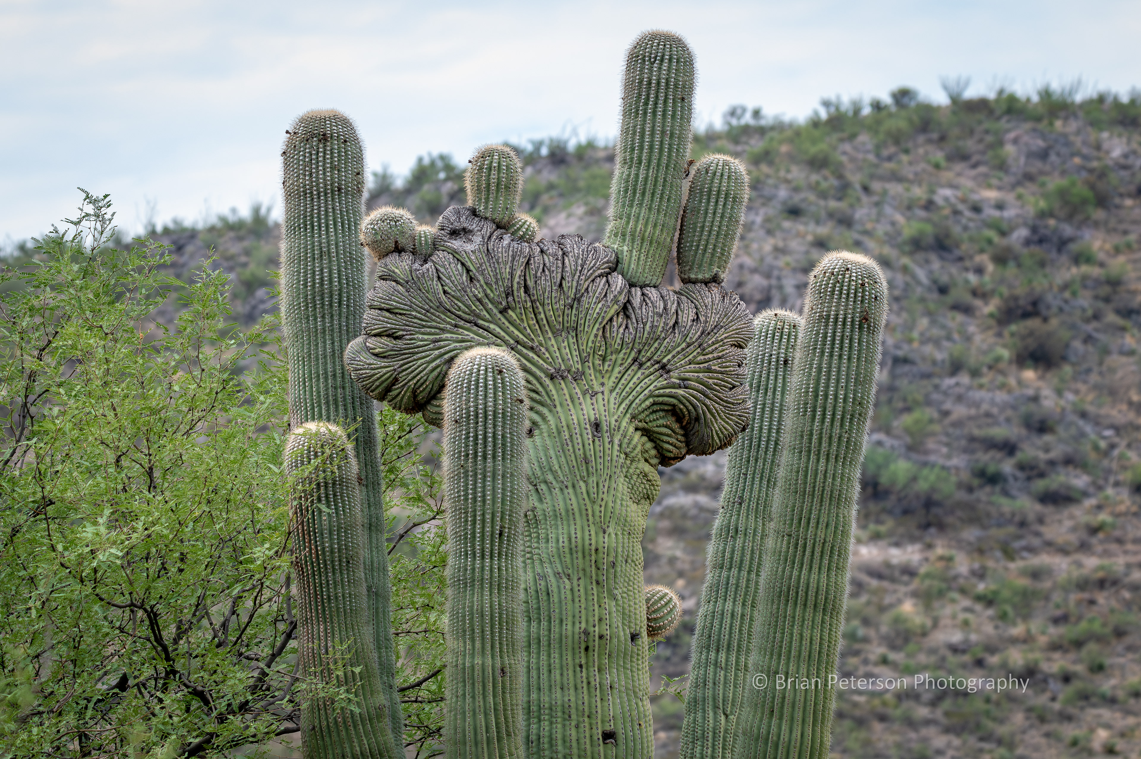 Crested saguaro cactus.