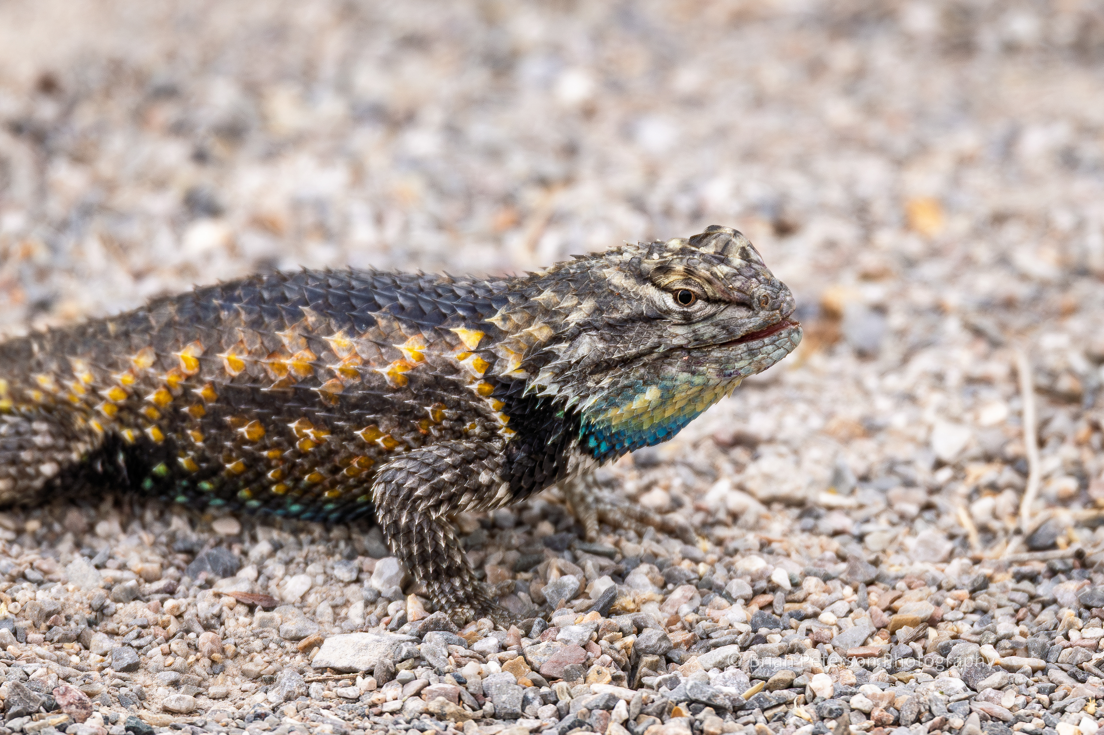 A closeup of a desert spiny, who tried to intimidate us by doing pushups while sticking out his tongue.