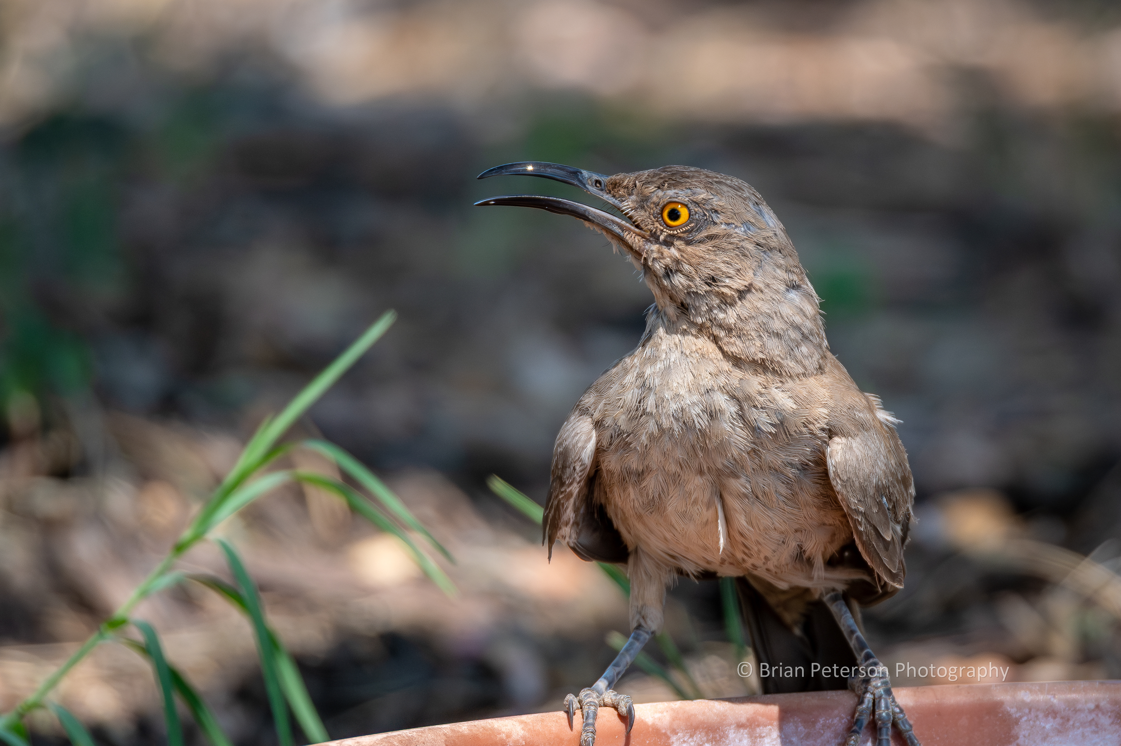 Scruffy, molting curve-billed thrasher drinking from a birdbath.
